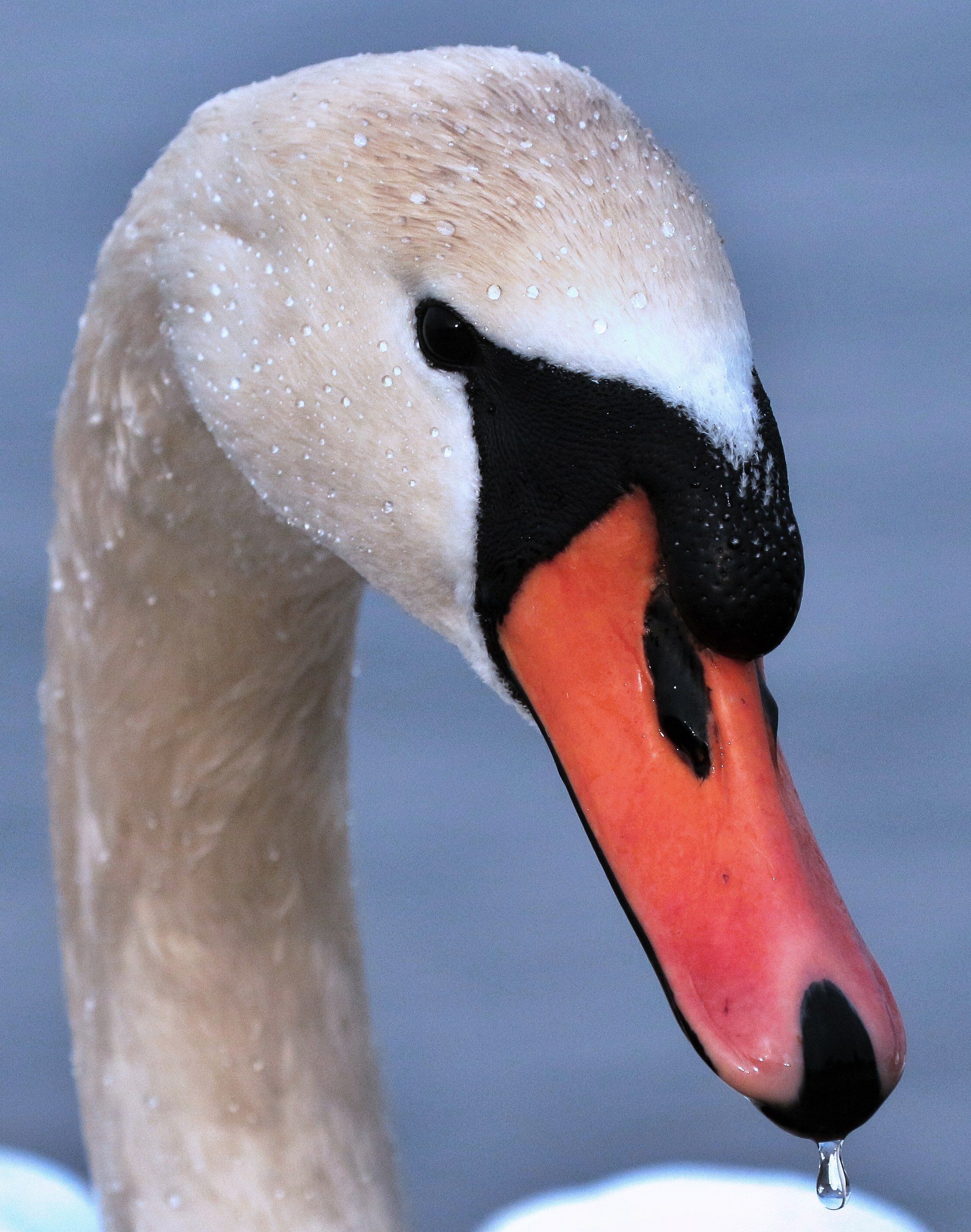 Swan portrait...