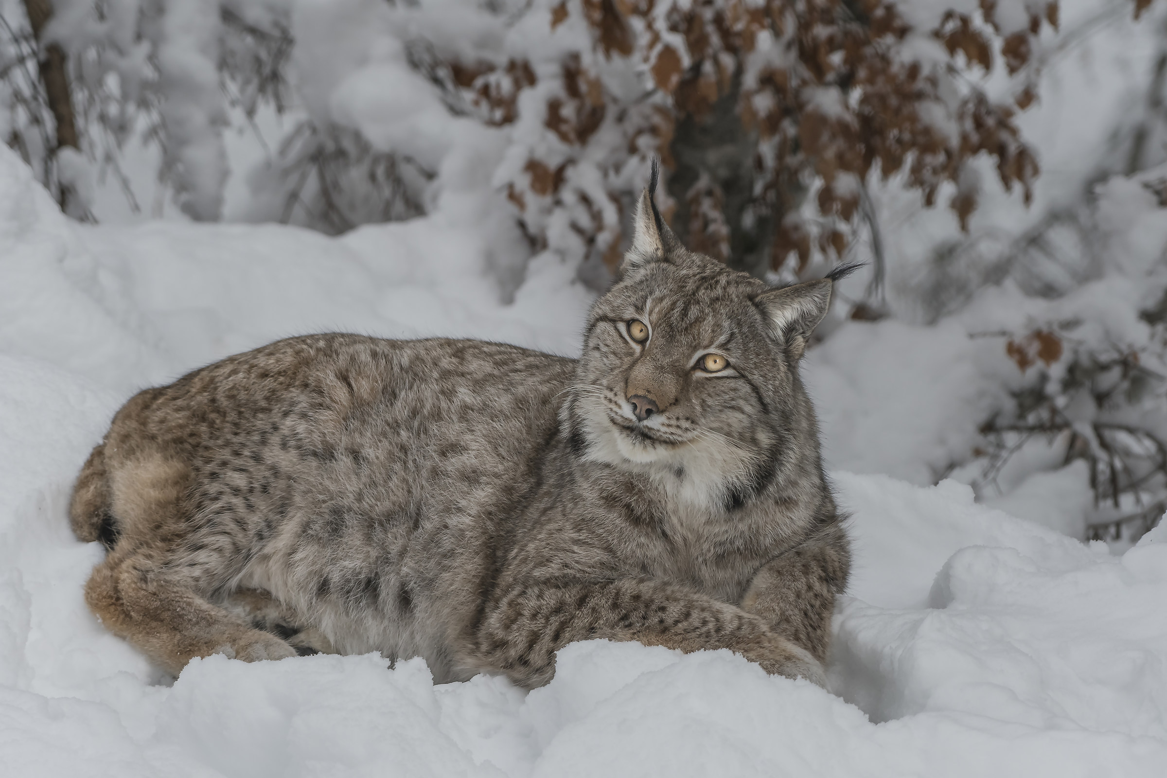 Lynx in controlled area ...