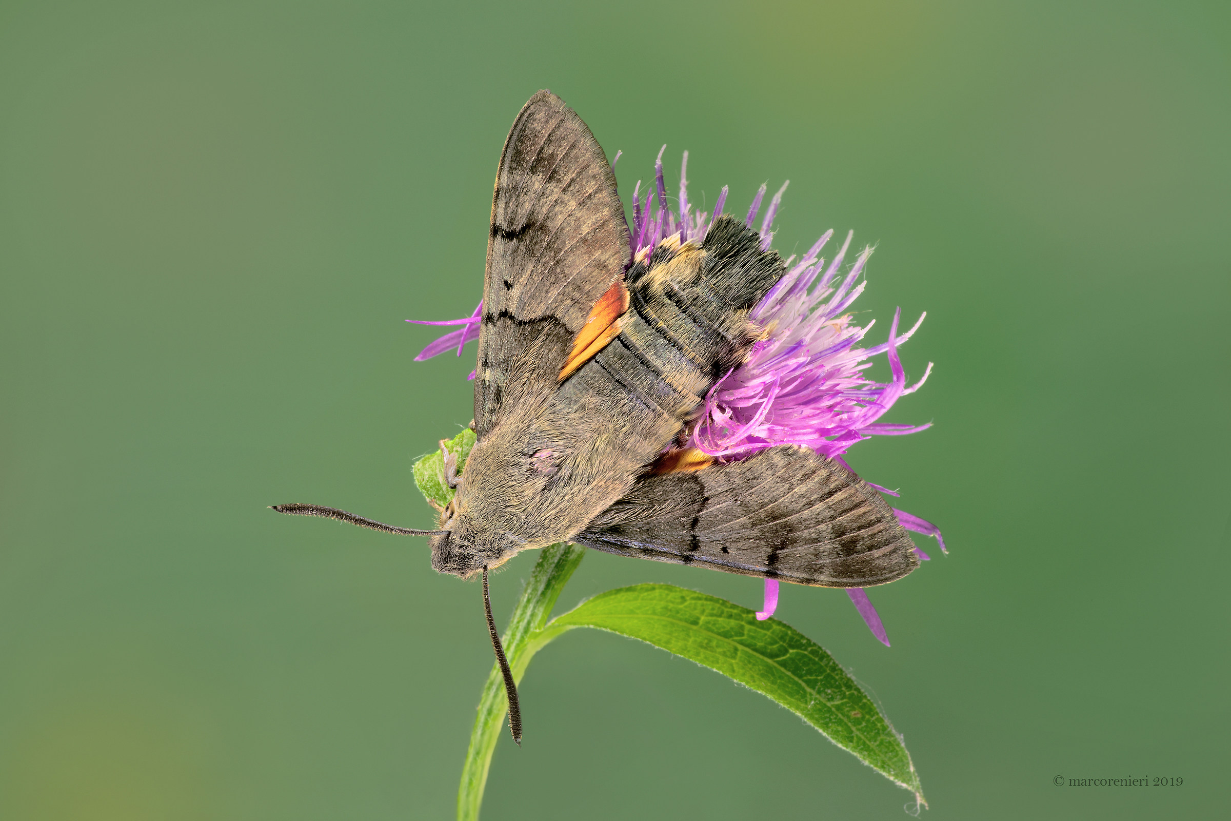 Macroglossum stellatarum...