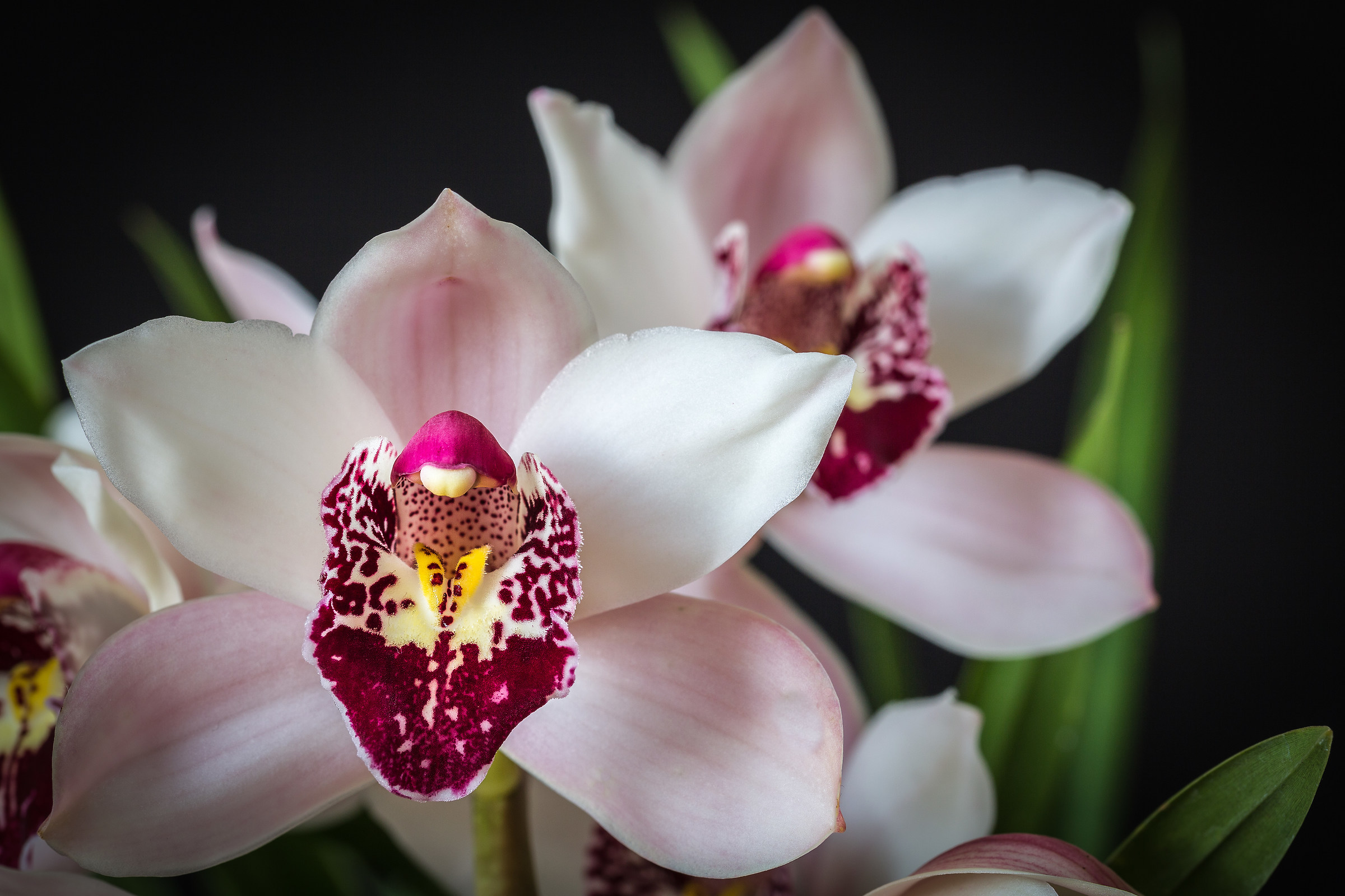 Orchid Cymbidium...