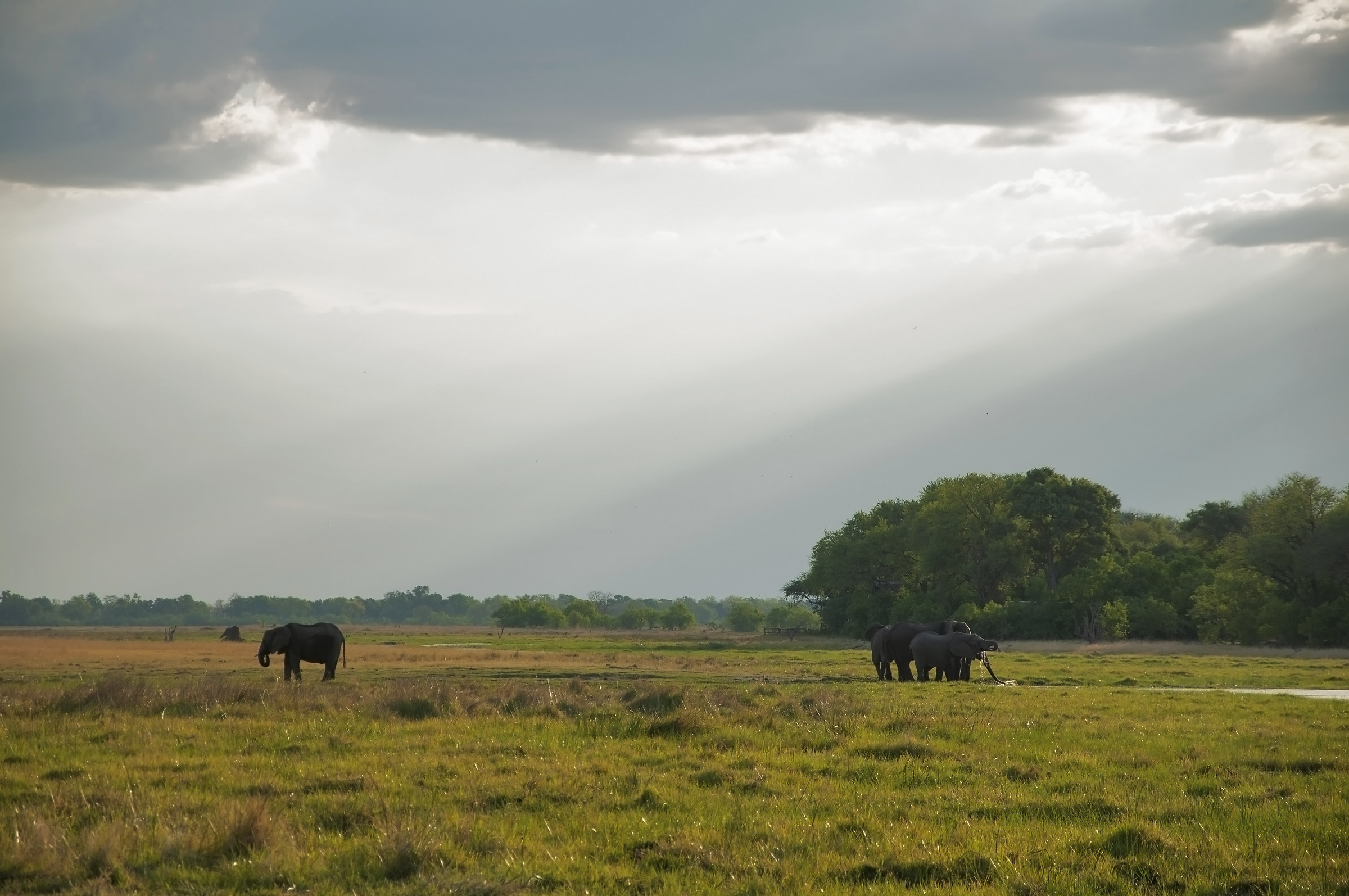 Plains of Moremi...