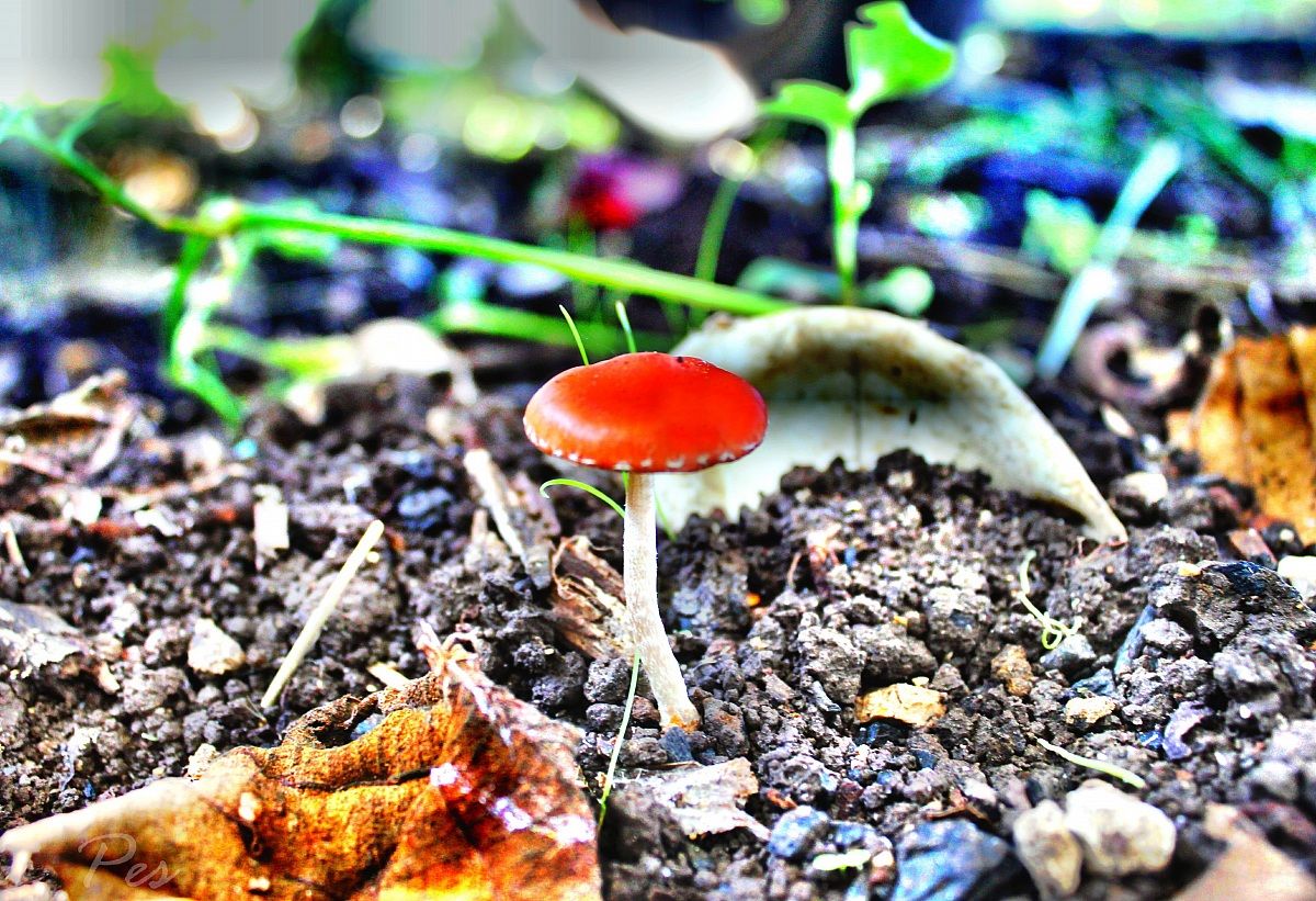 mushroom...