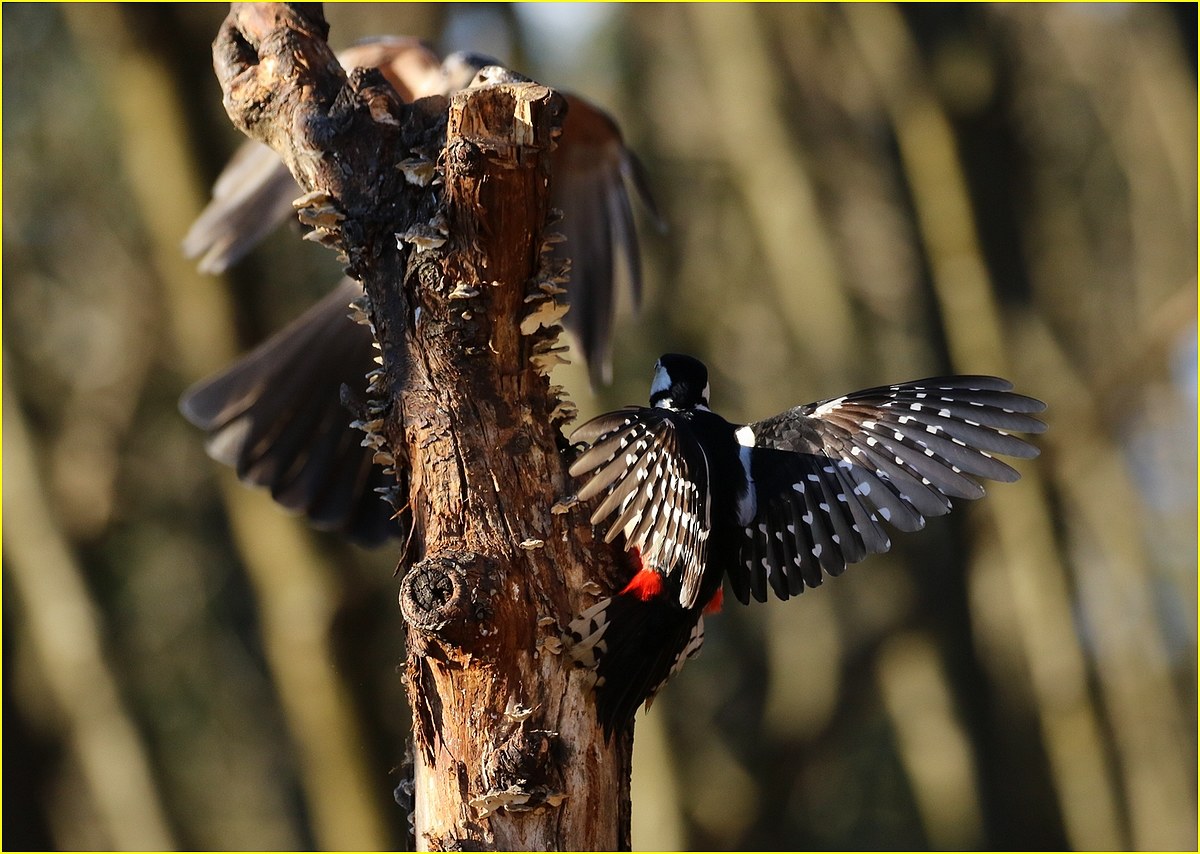 , the Jay and the Red Woodpeckers,...