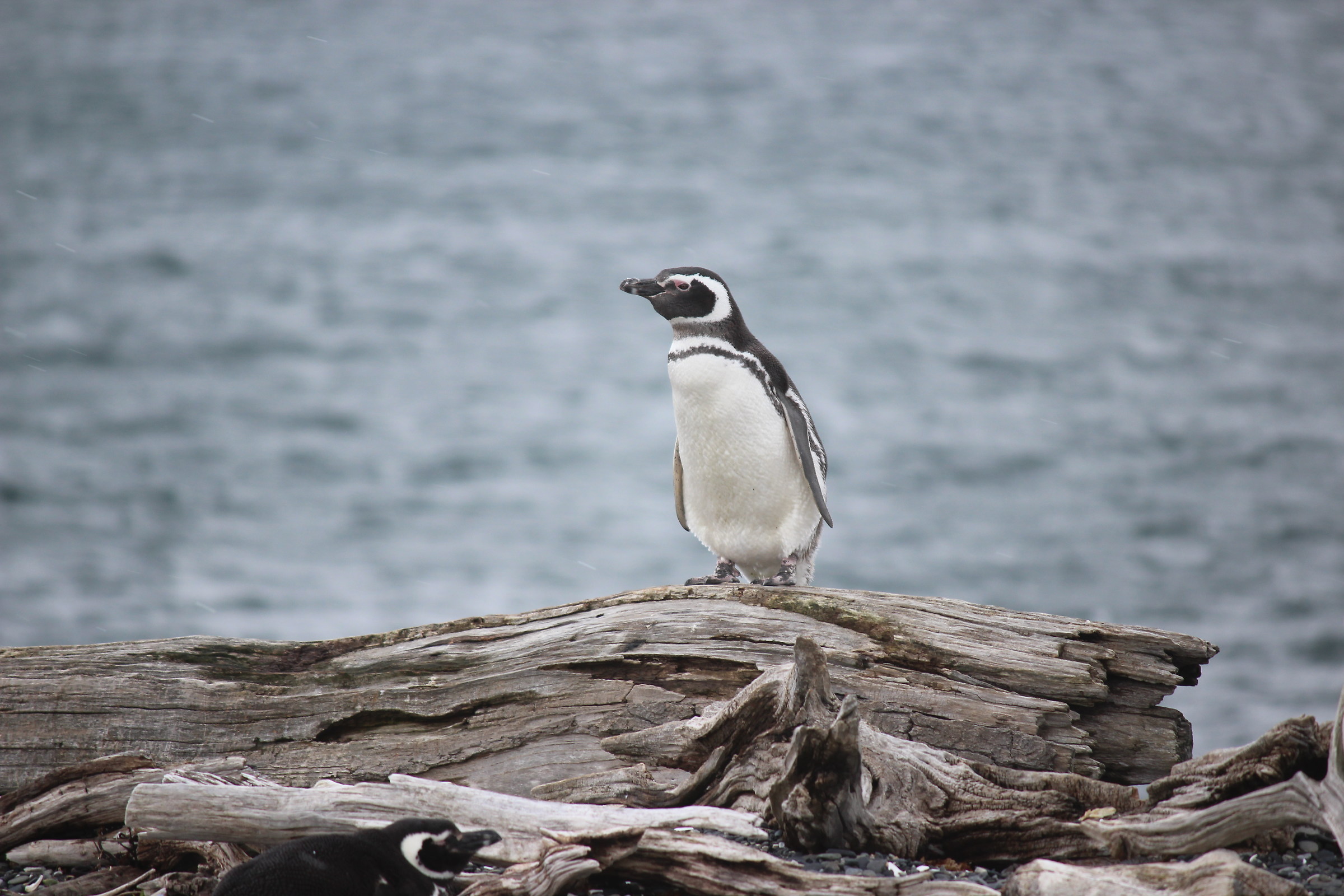 orizzonti 2 - pinguino di Magellano -Isla Martillo...