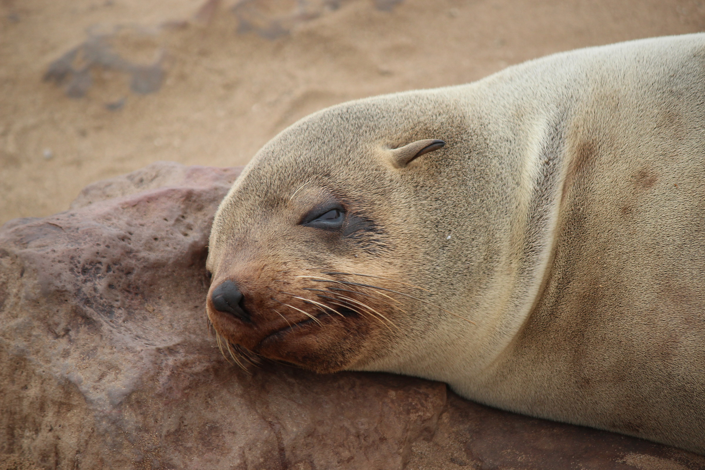 Fur Seal ...