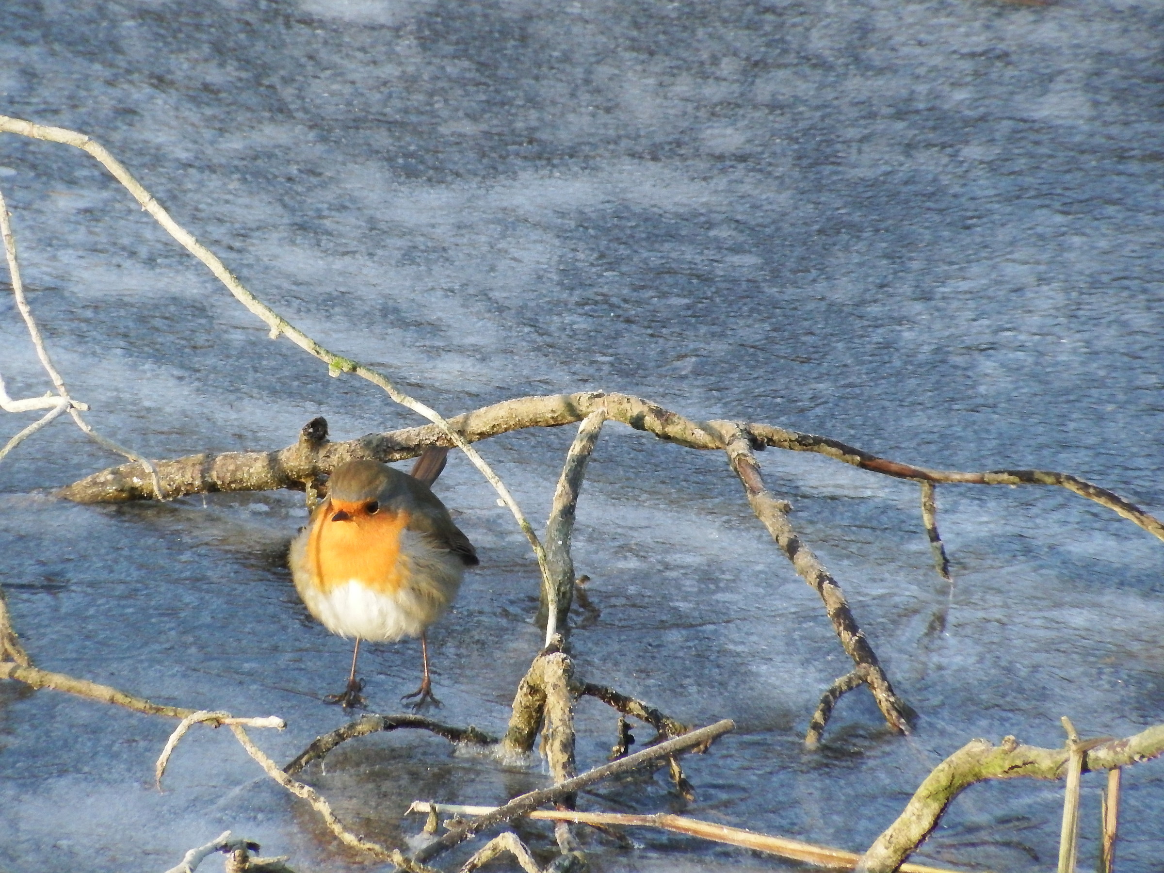 Robin on Ice...