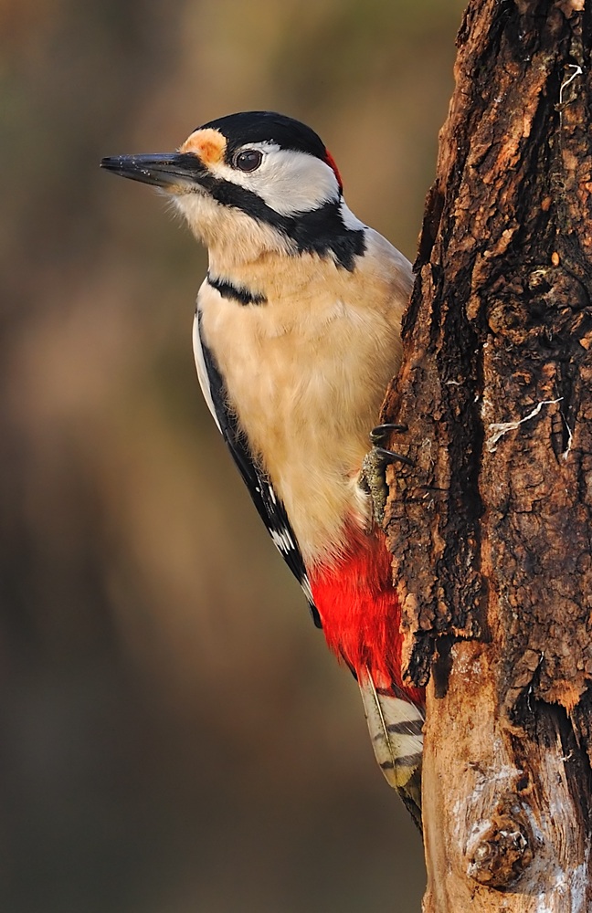 Woodpecker .....