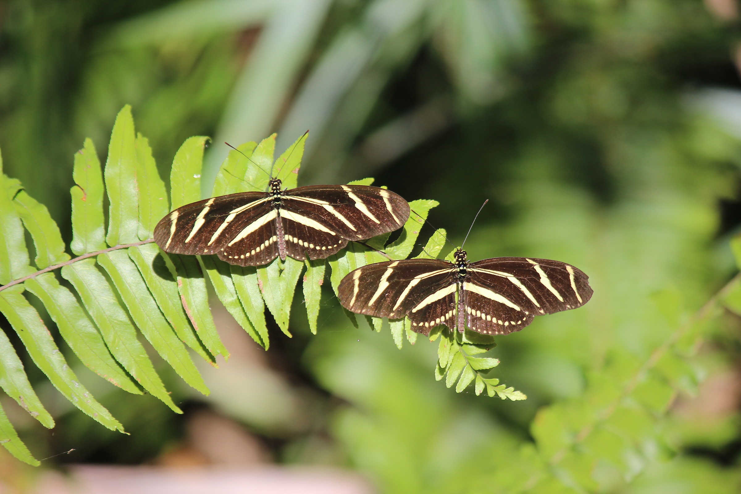 zebra longwing butterfly...