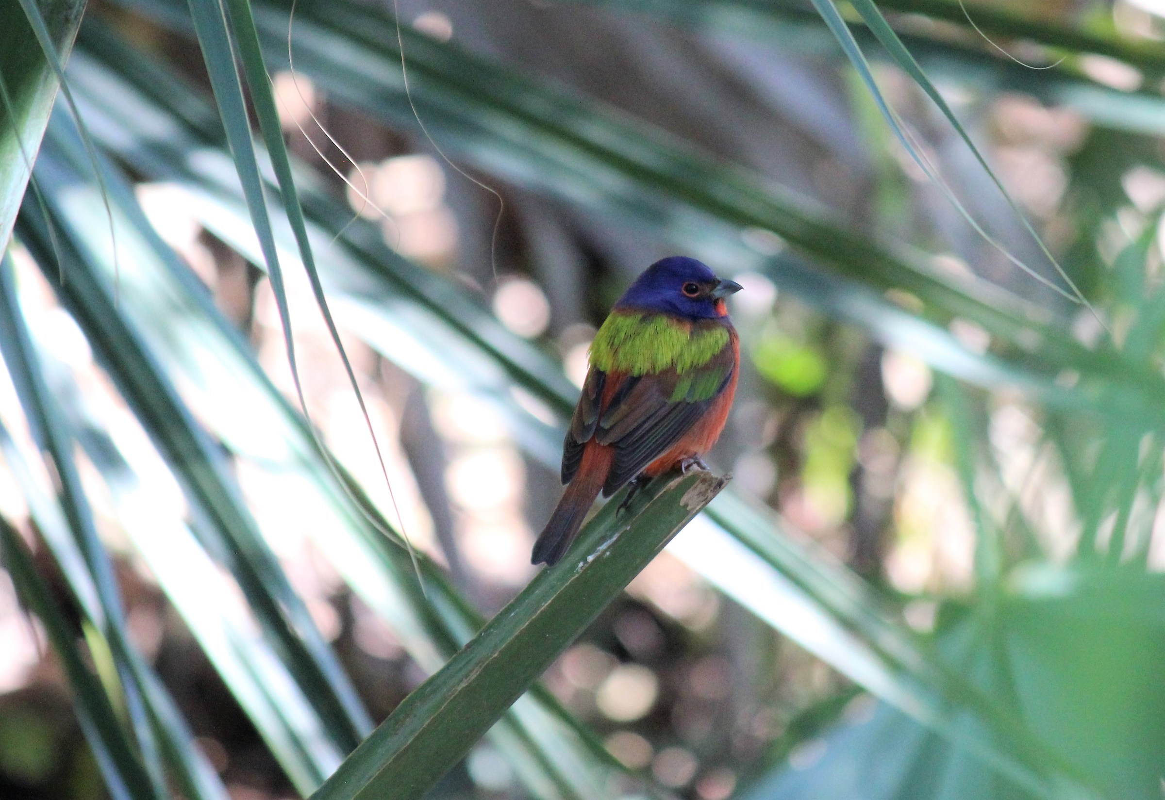 Painted Bunting ...