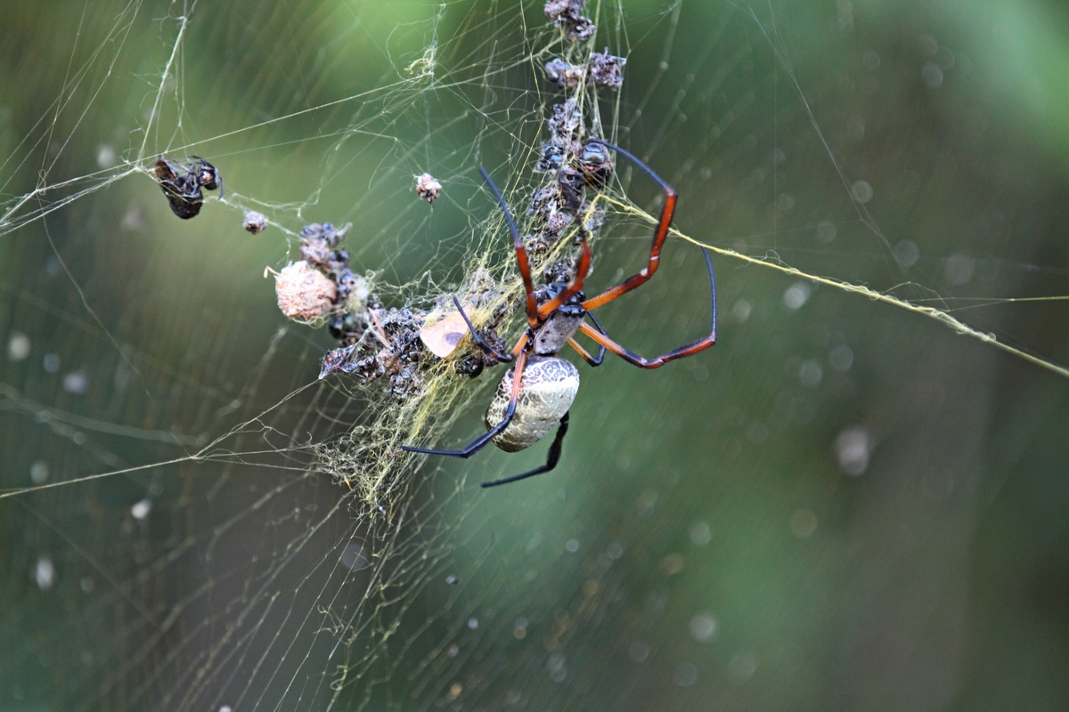 Spider with prey 1...