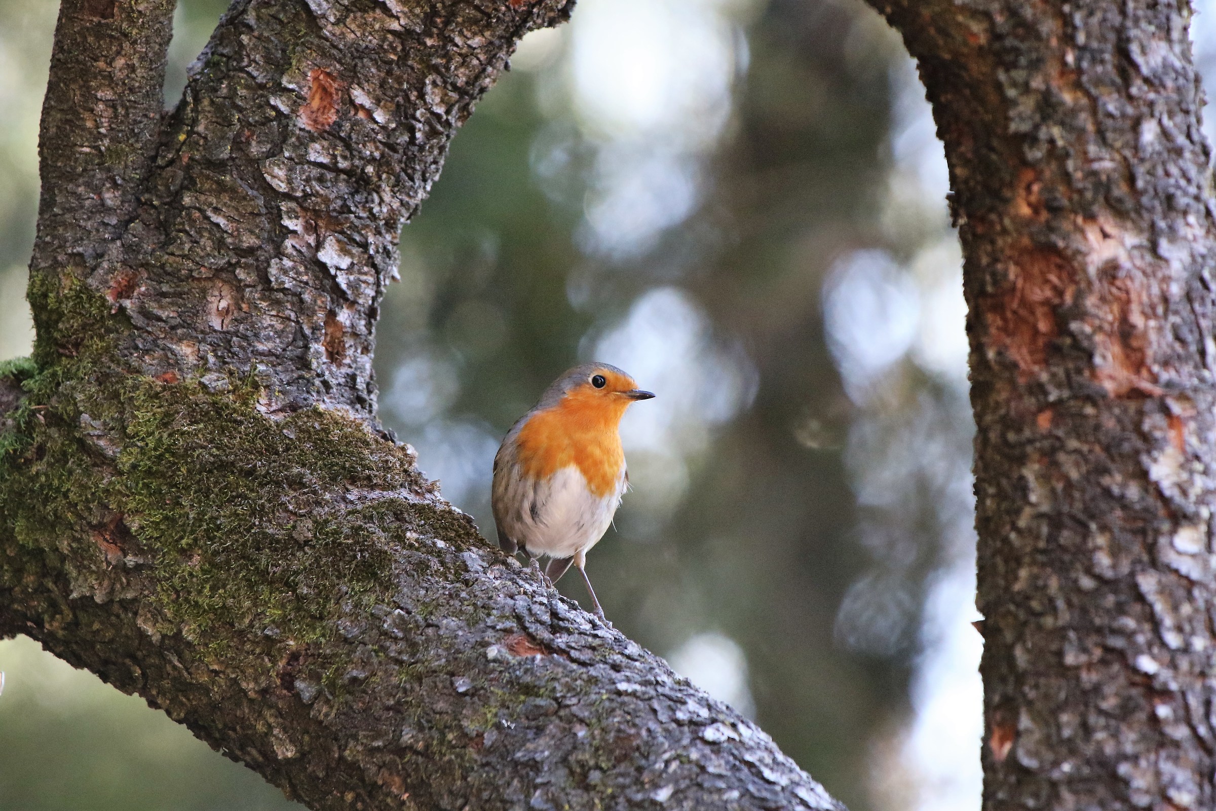 Robin...