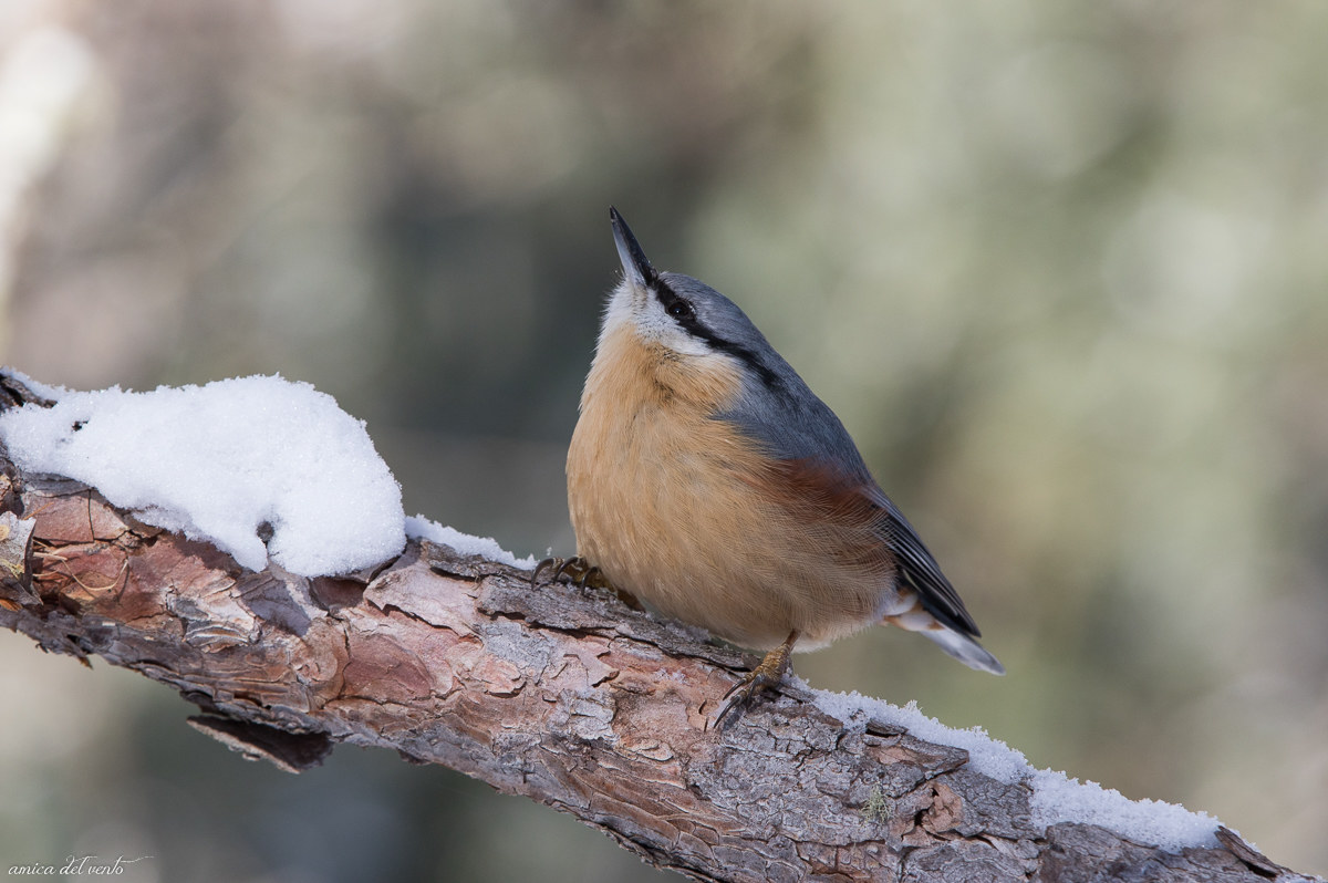 With the beak all up...