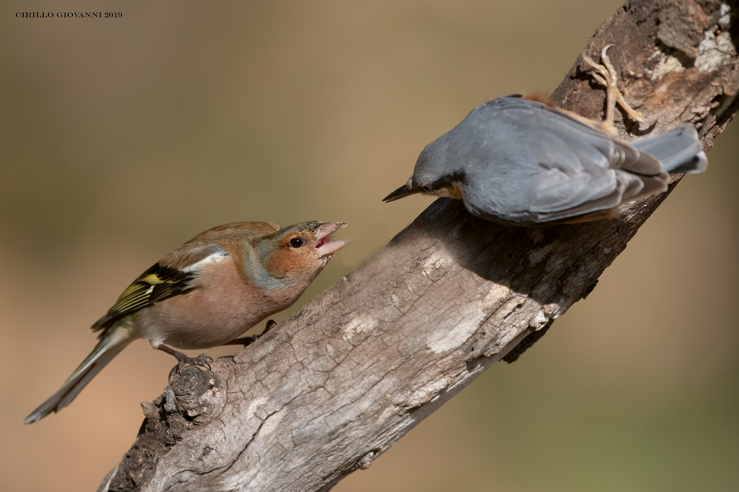 Skirmishes between finches and Nuthatch ...