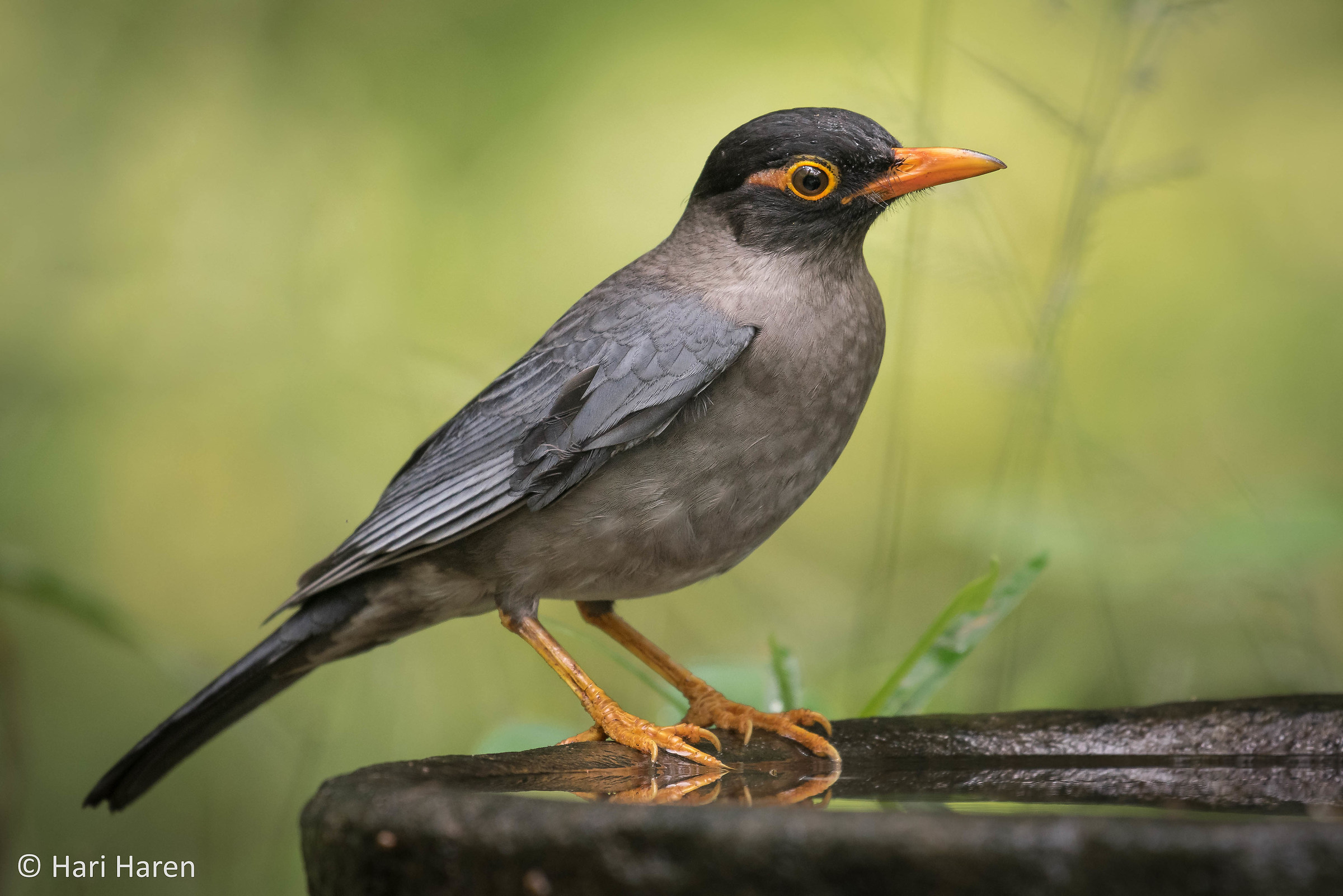 Indian black bird...