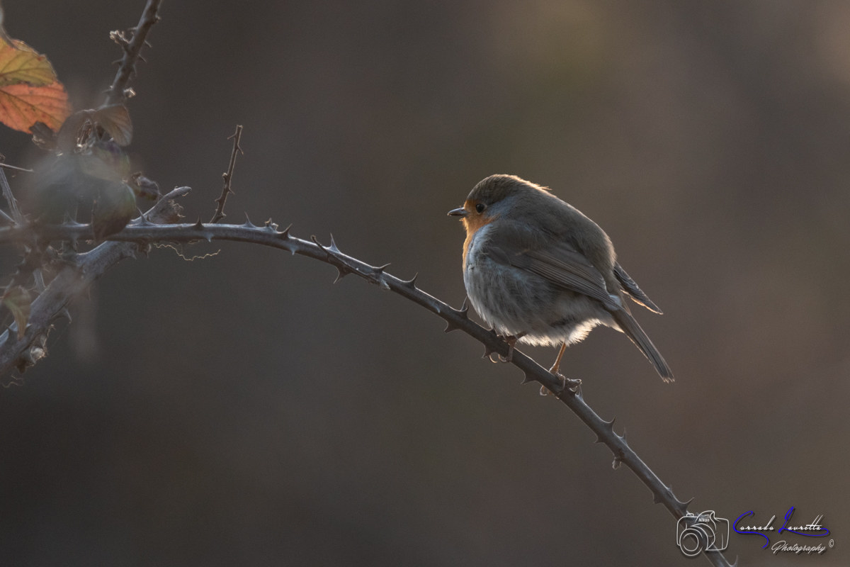 Cold Robin...