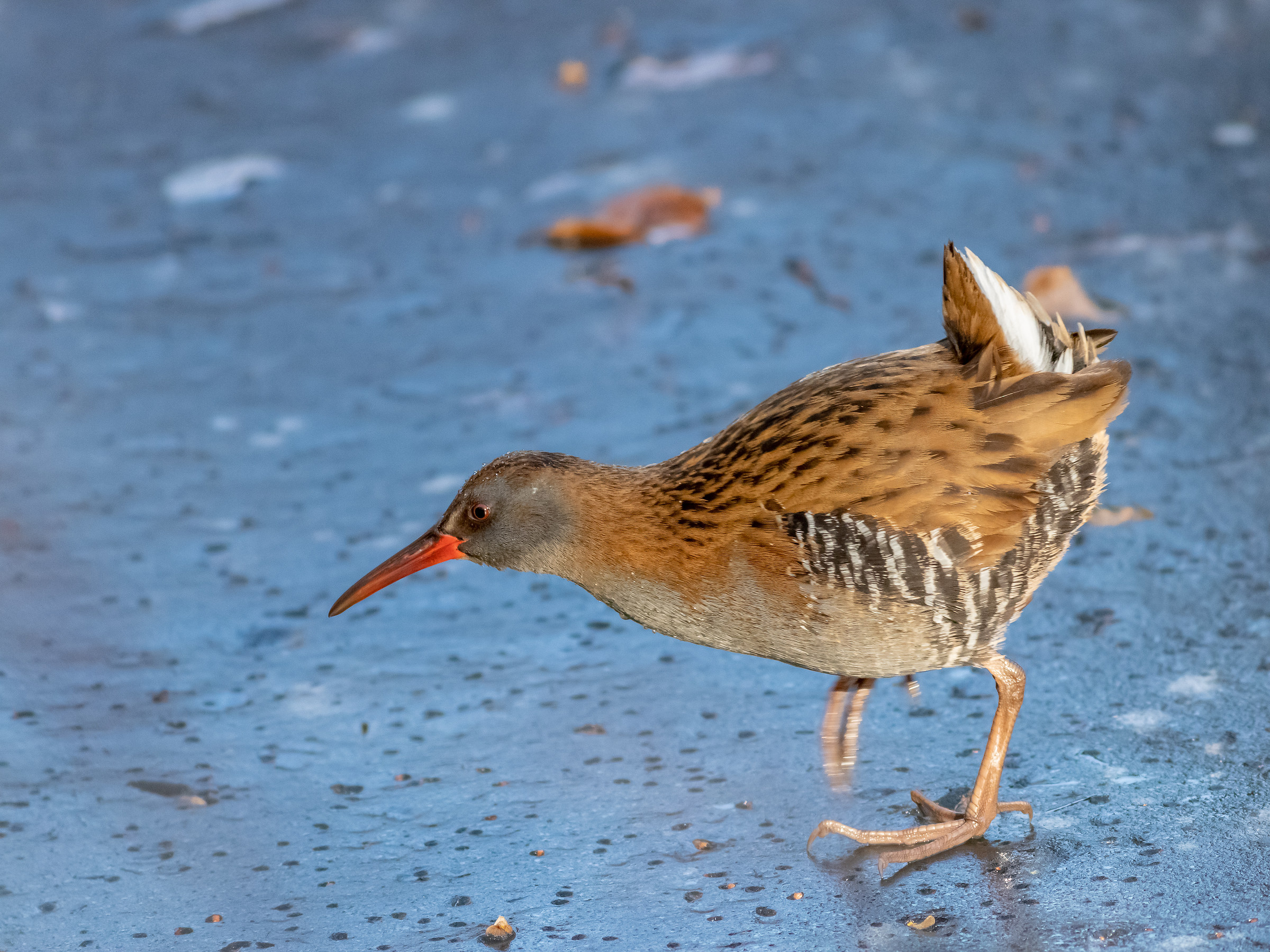 Water Rail...