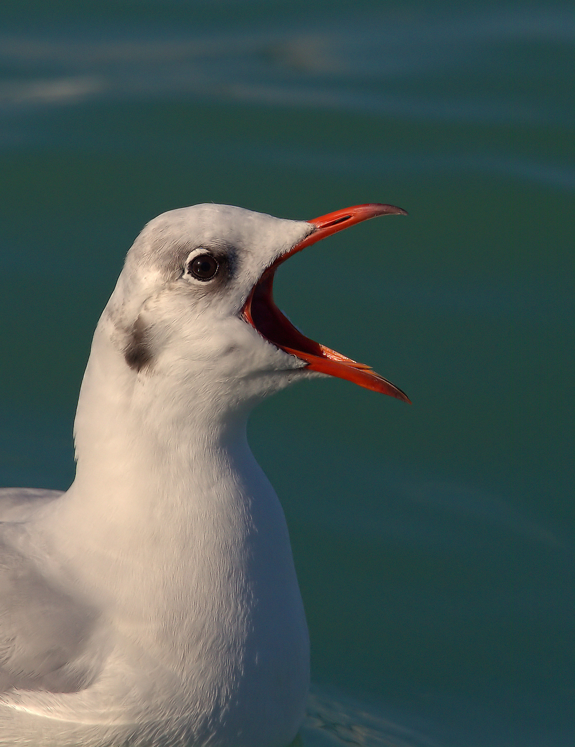 Common Seagull...