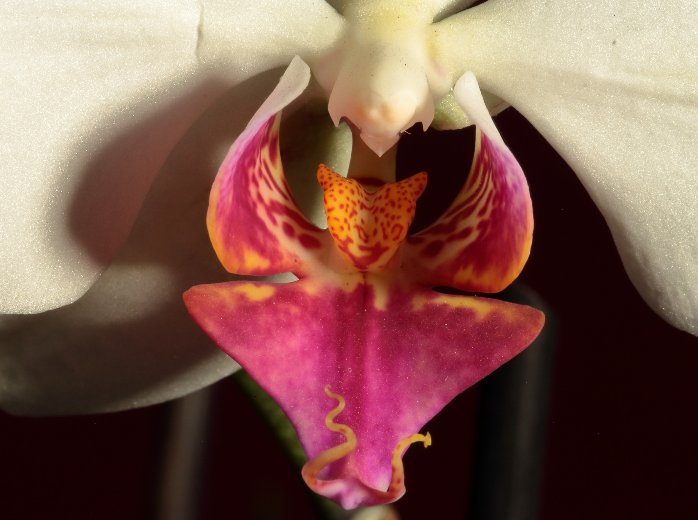 Phalaenopsis amabilis 5...