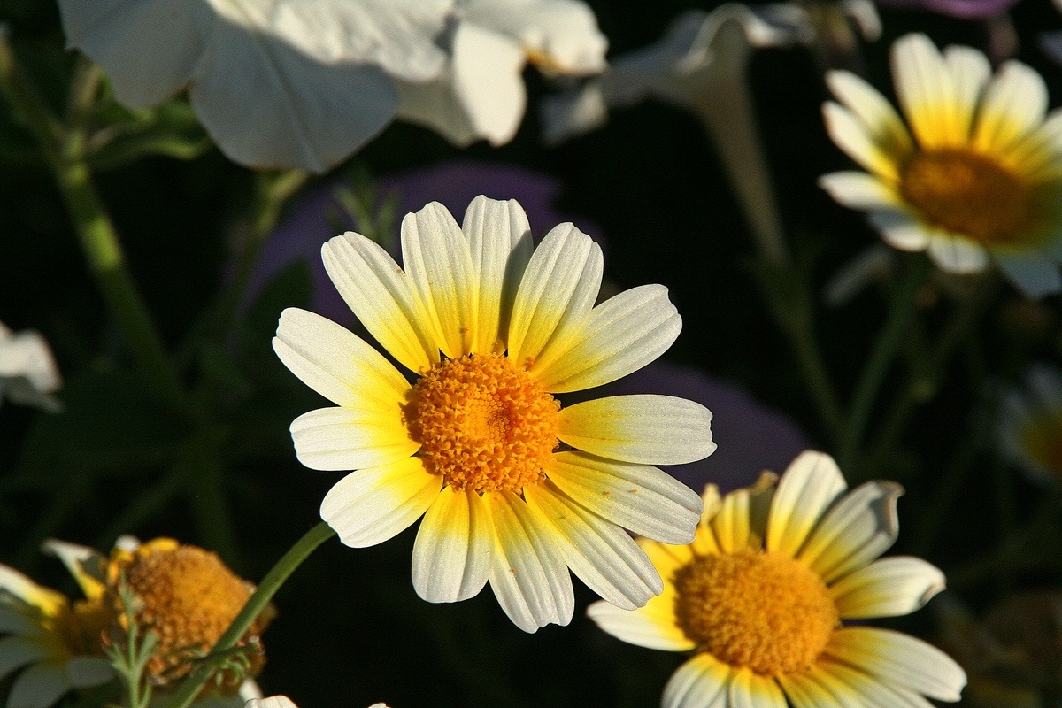 Daisies at 'dusk...