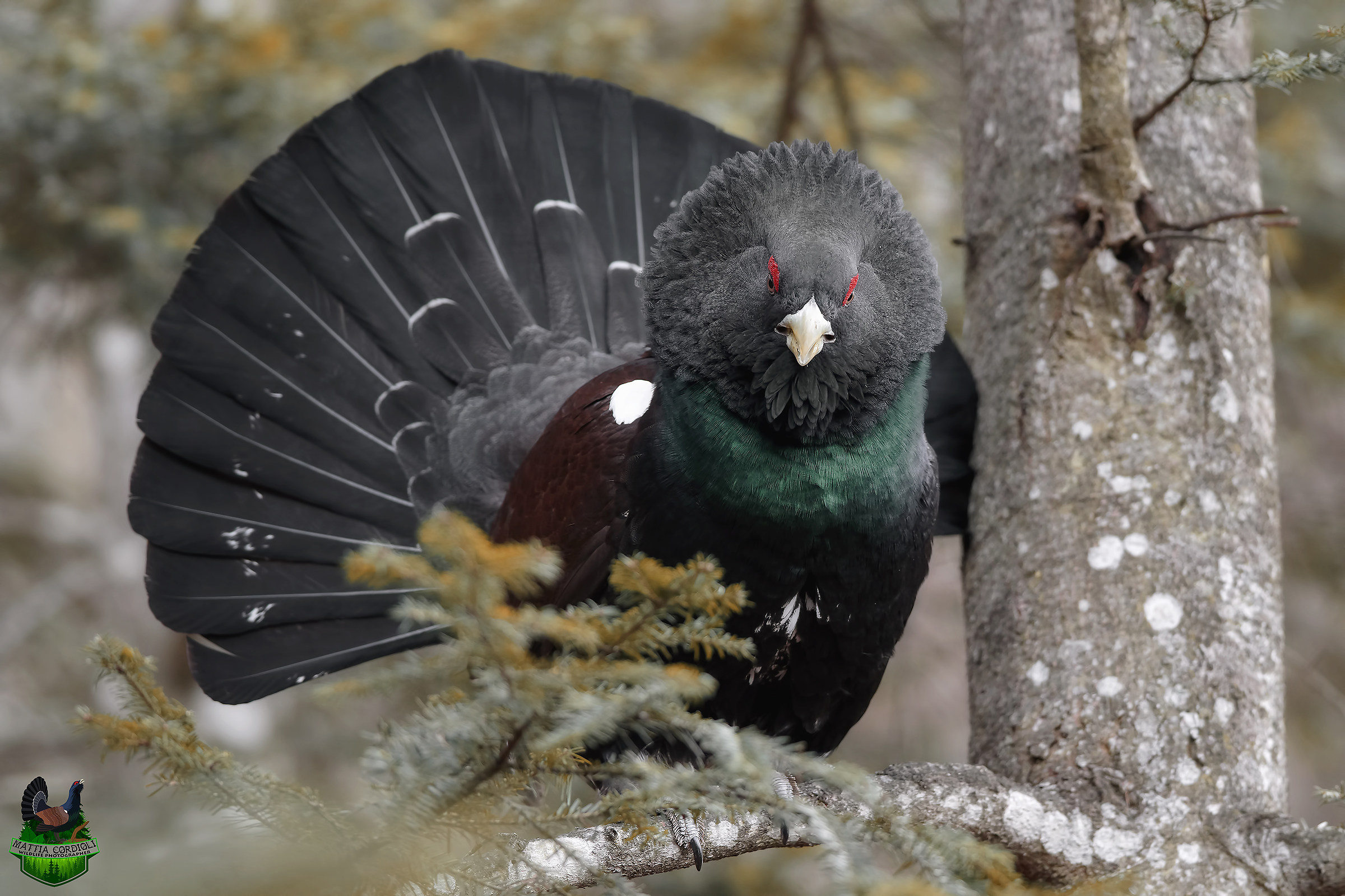 The mane of the Capercaillie...