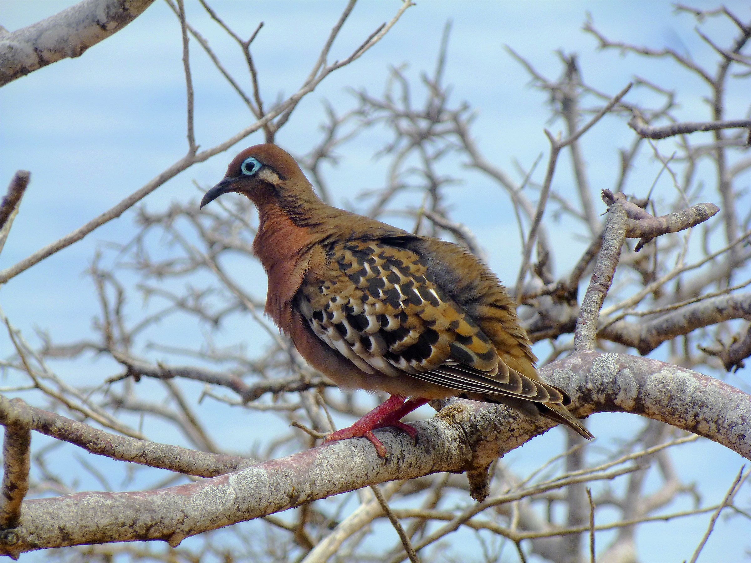 Galapagos Turtledove ...