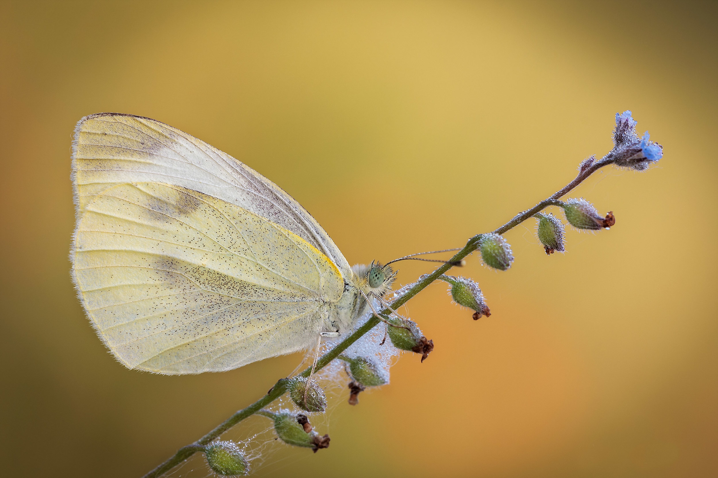 Pieris Rapae...