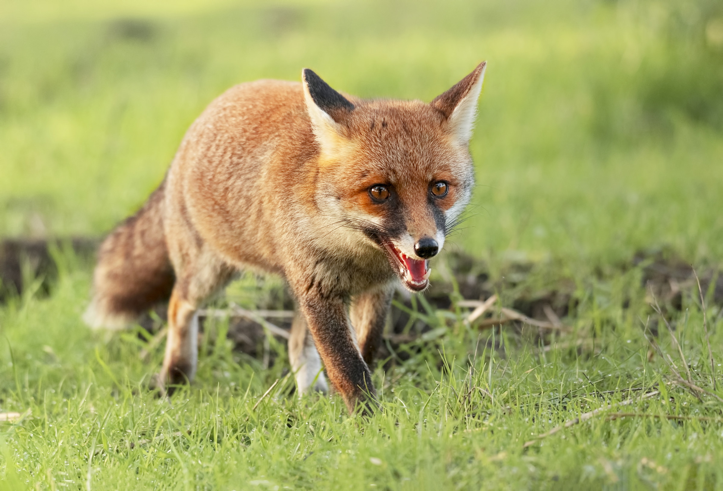 Happy Fox...