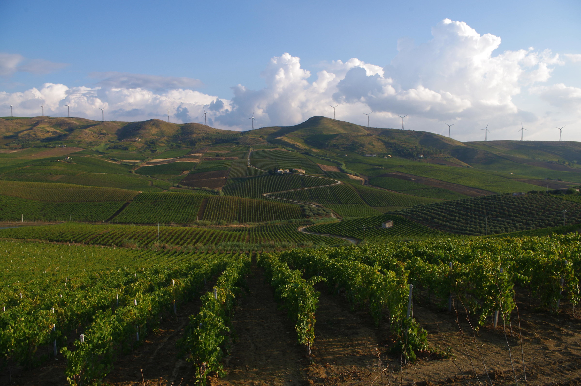 Vineyards Trapani/Palermo...