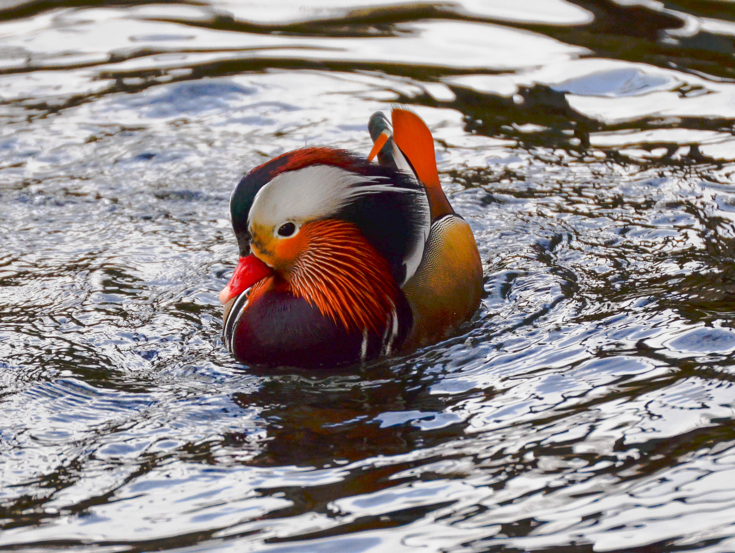 Mandarin Duck...