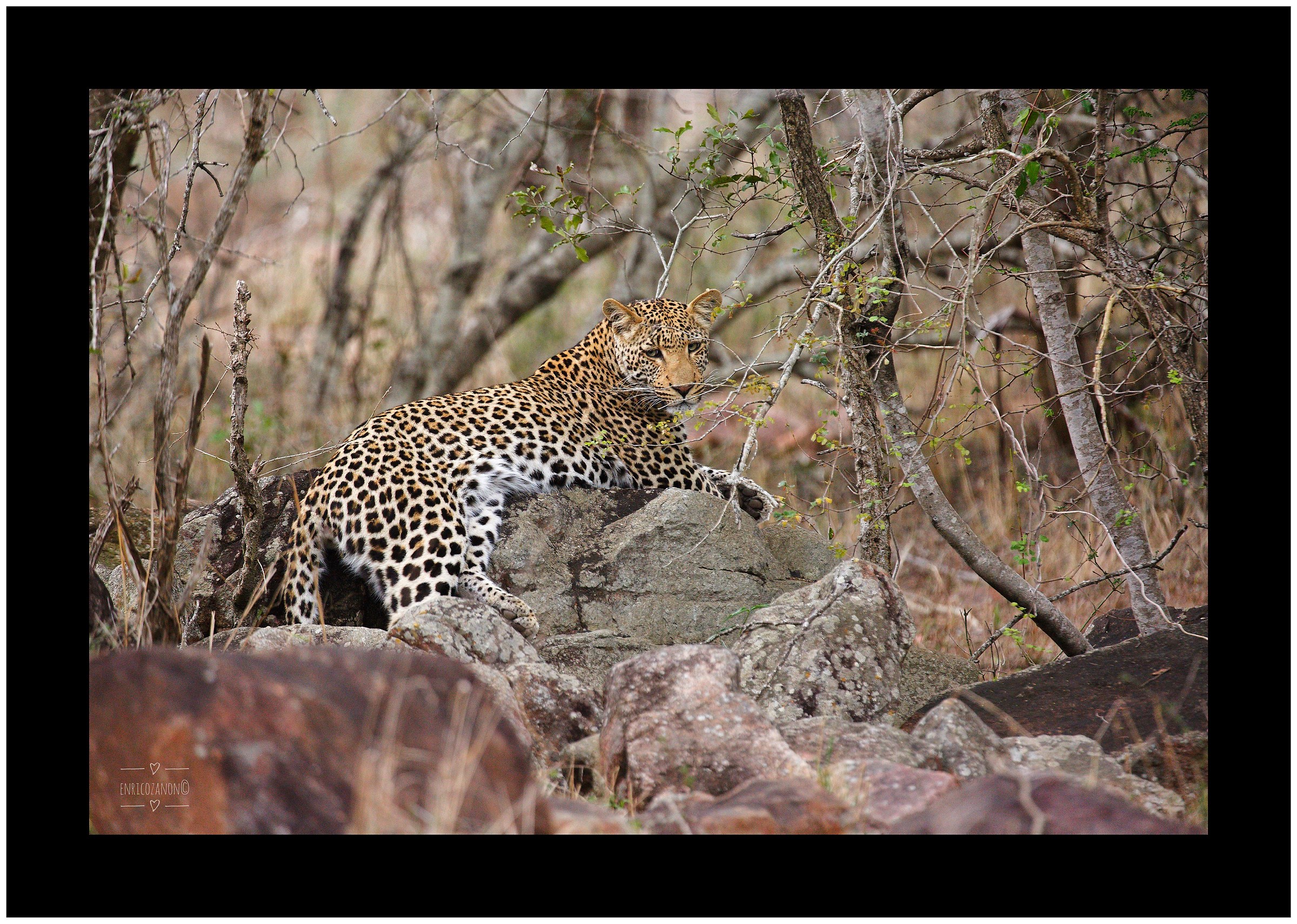Leopardo...
