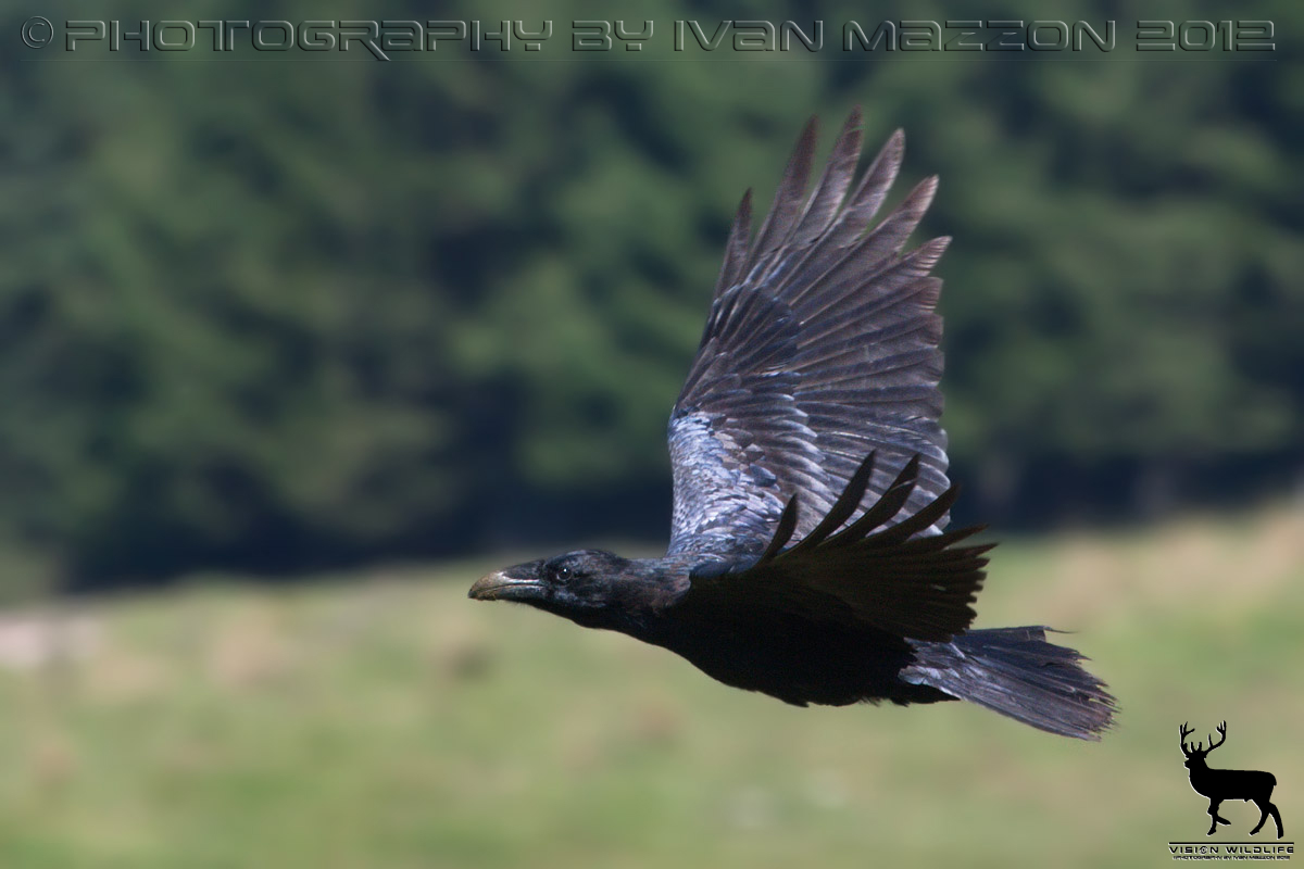 L'imperiale in volo - (Corvus corax)...