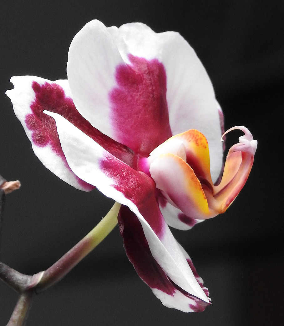 Orchidea...