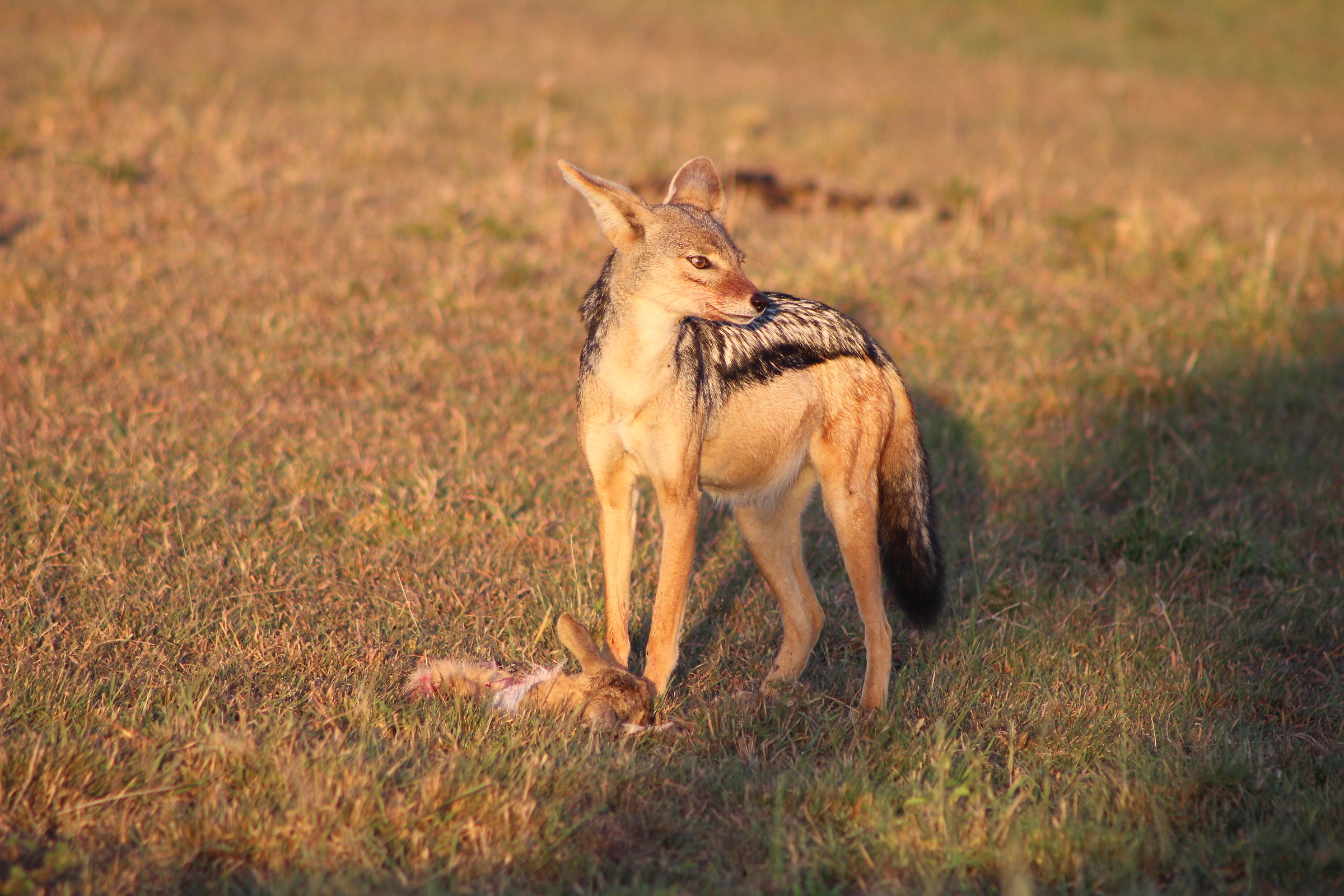 Jackal and his breakfast...