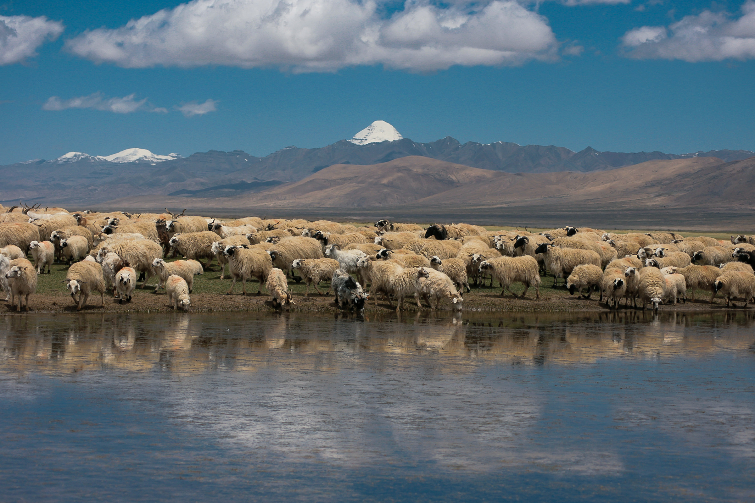 Tibet: Lake Manosarovar, Flock and background the Kailash...