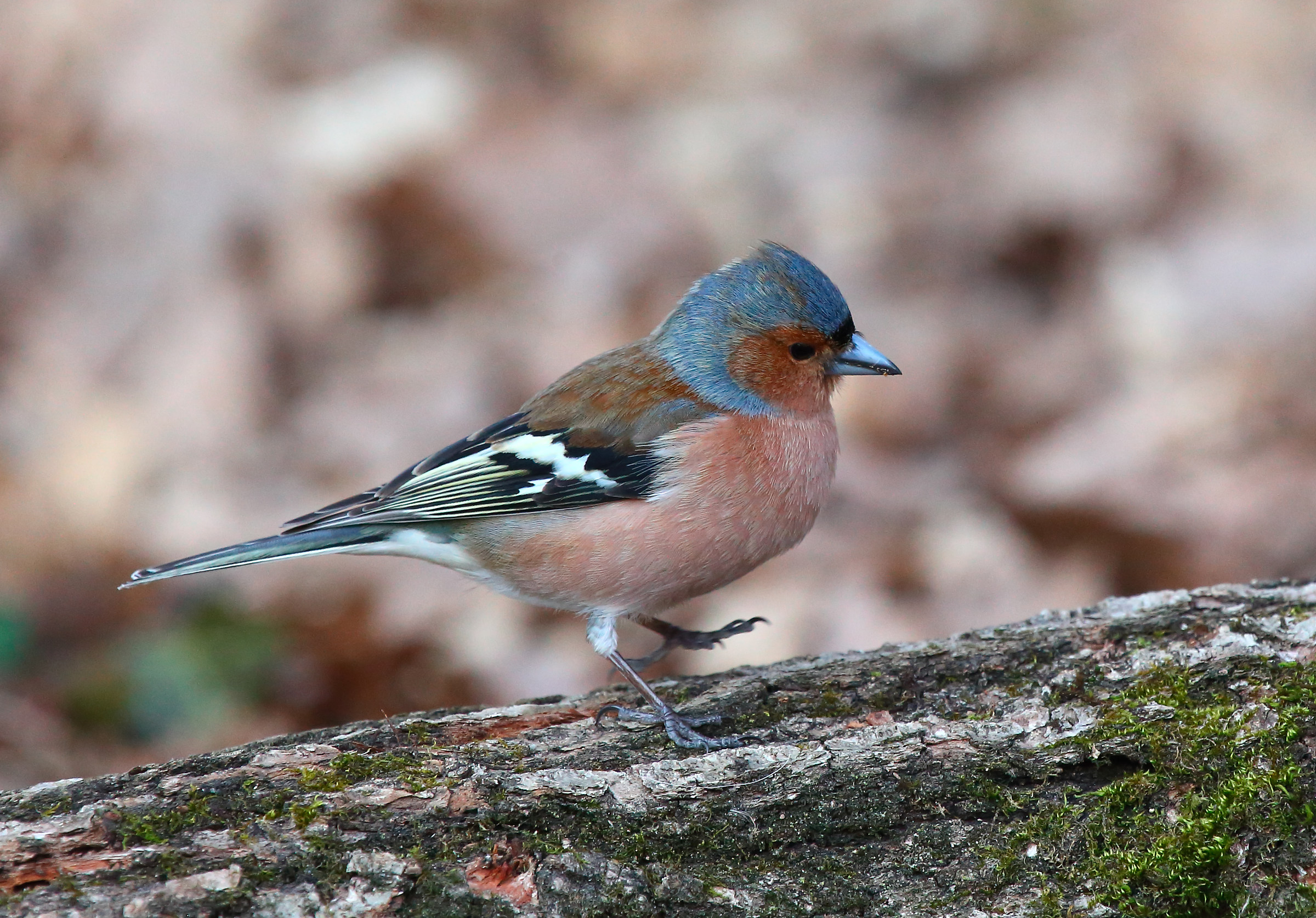 Chaffinch...