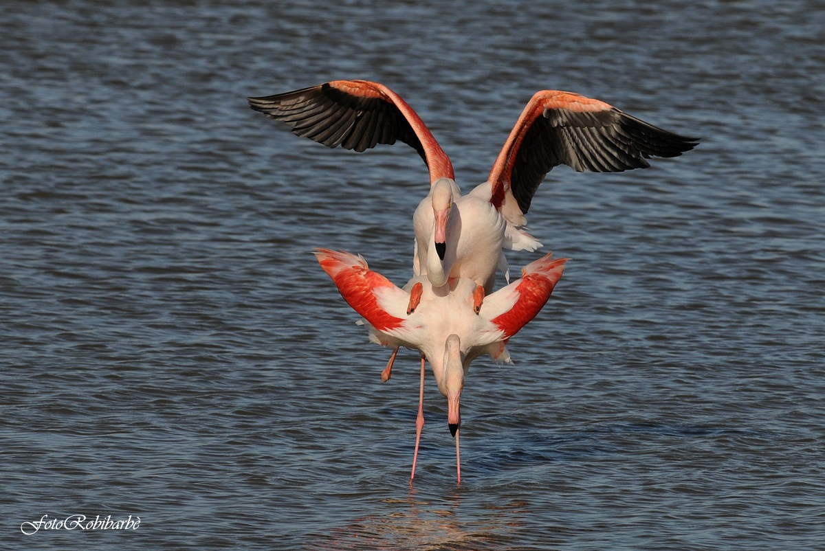 Flamingos (pairing)...