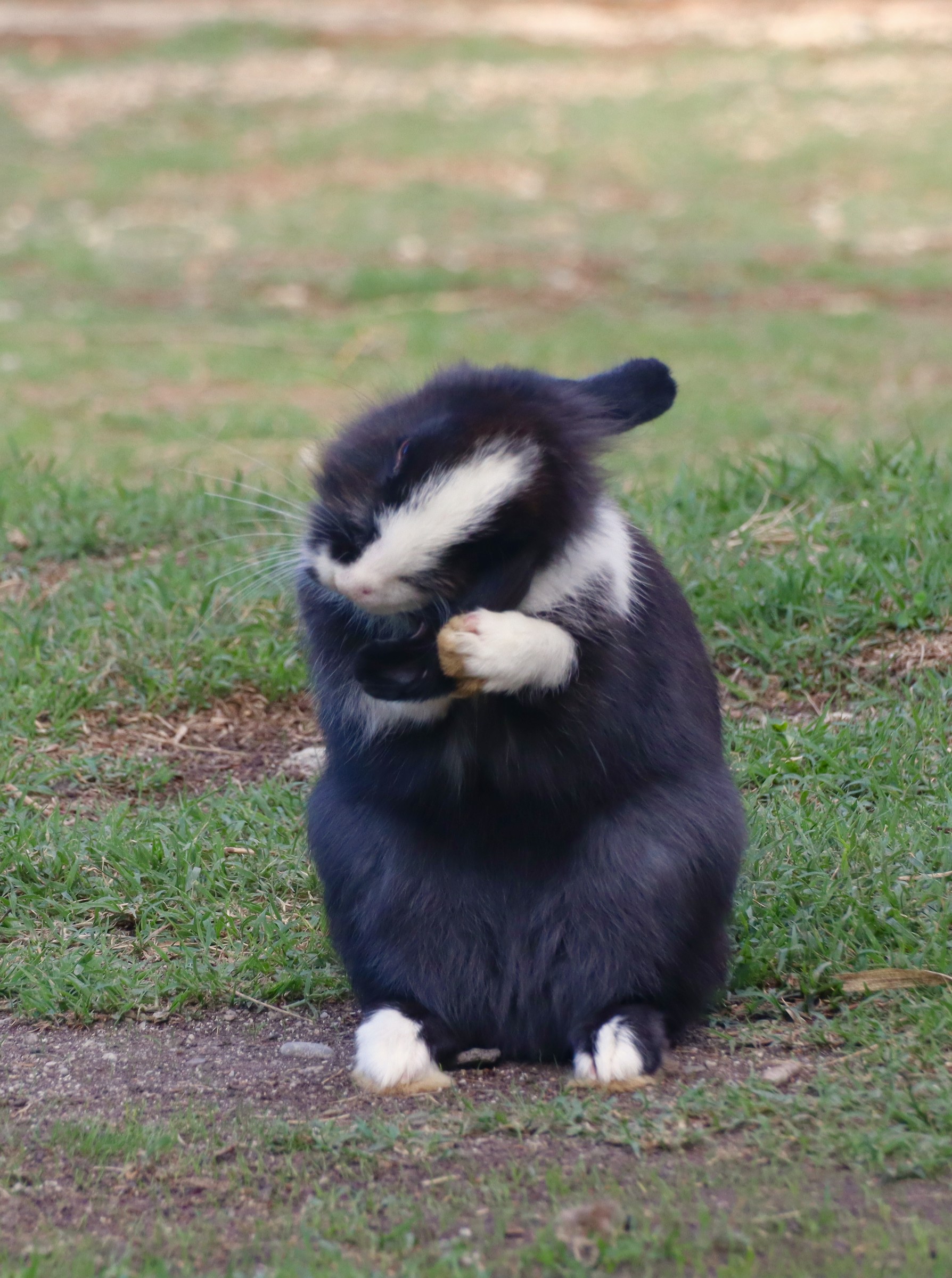 Cutness...