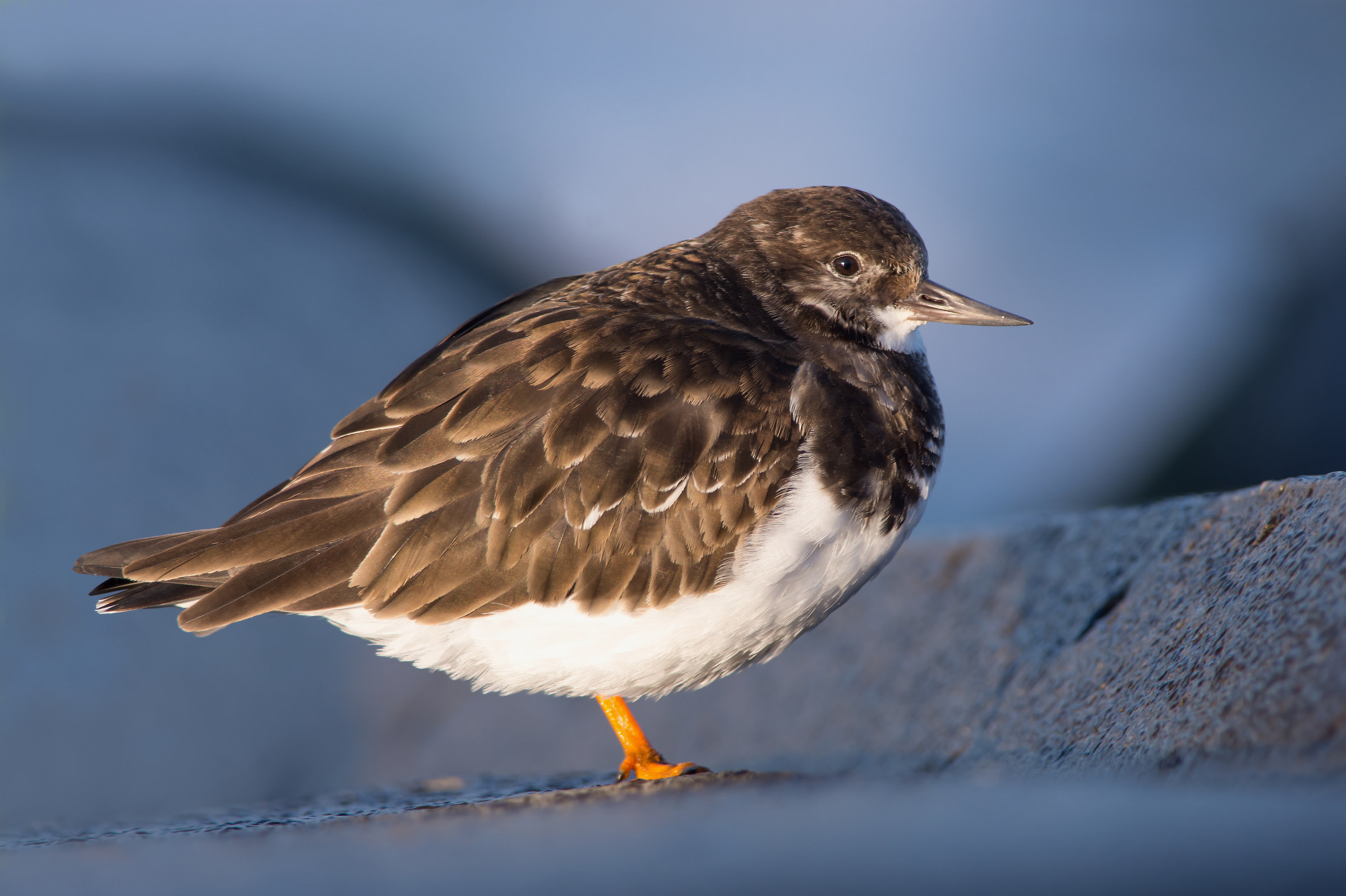 Turnstone resting on an enormous bloc of concrete...