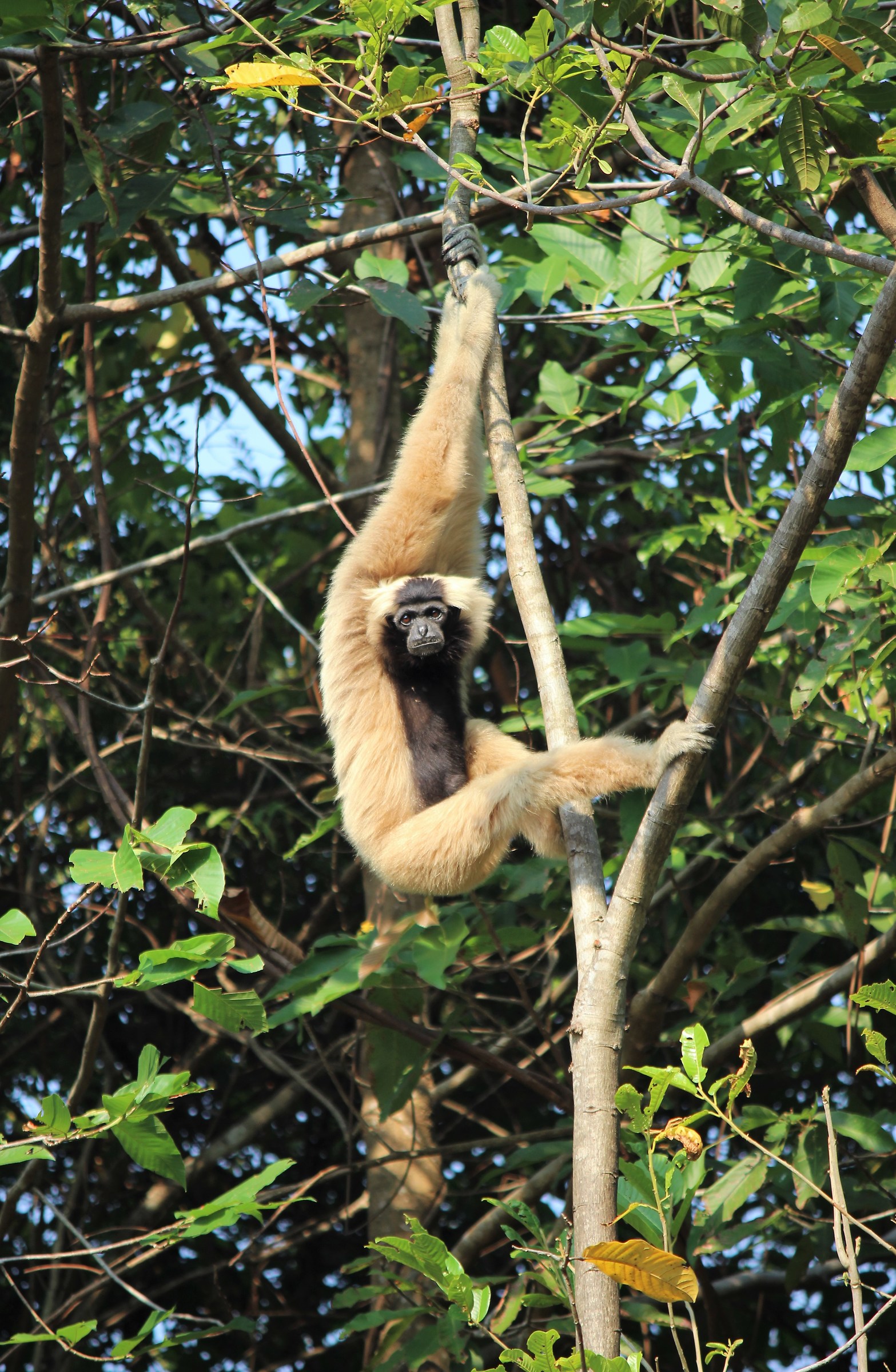 Pileated Gibbon-Cambodia ...