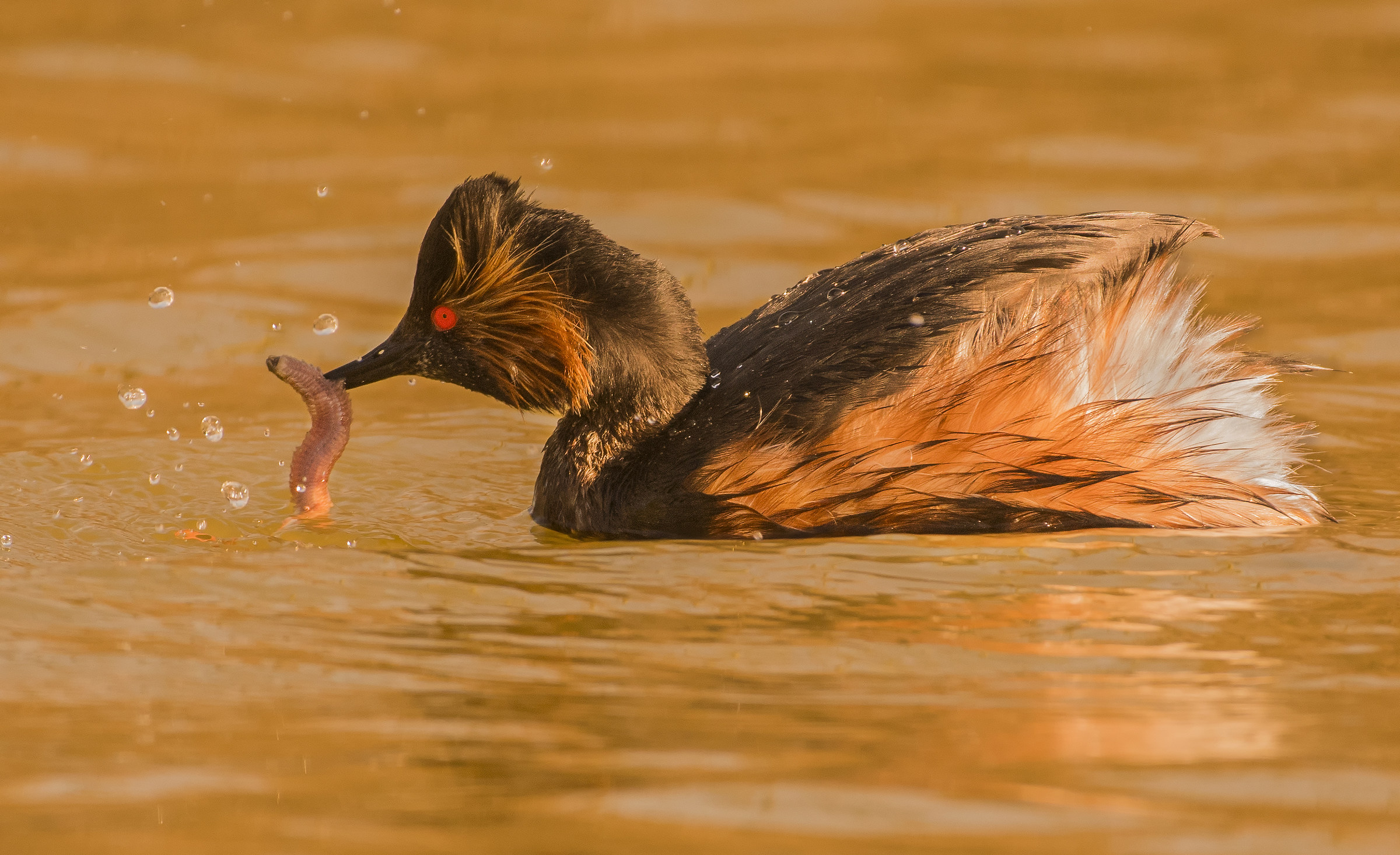 Small crested Grebe with prey...
