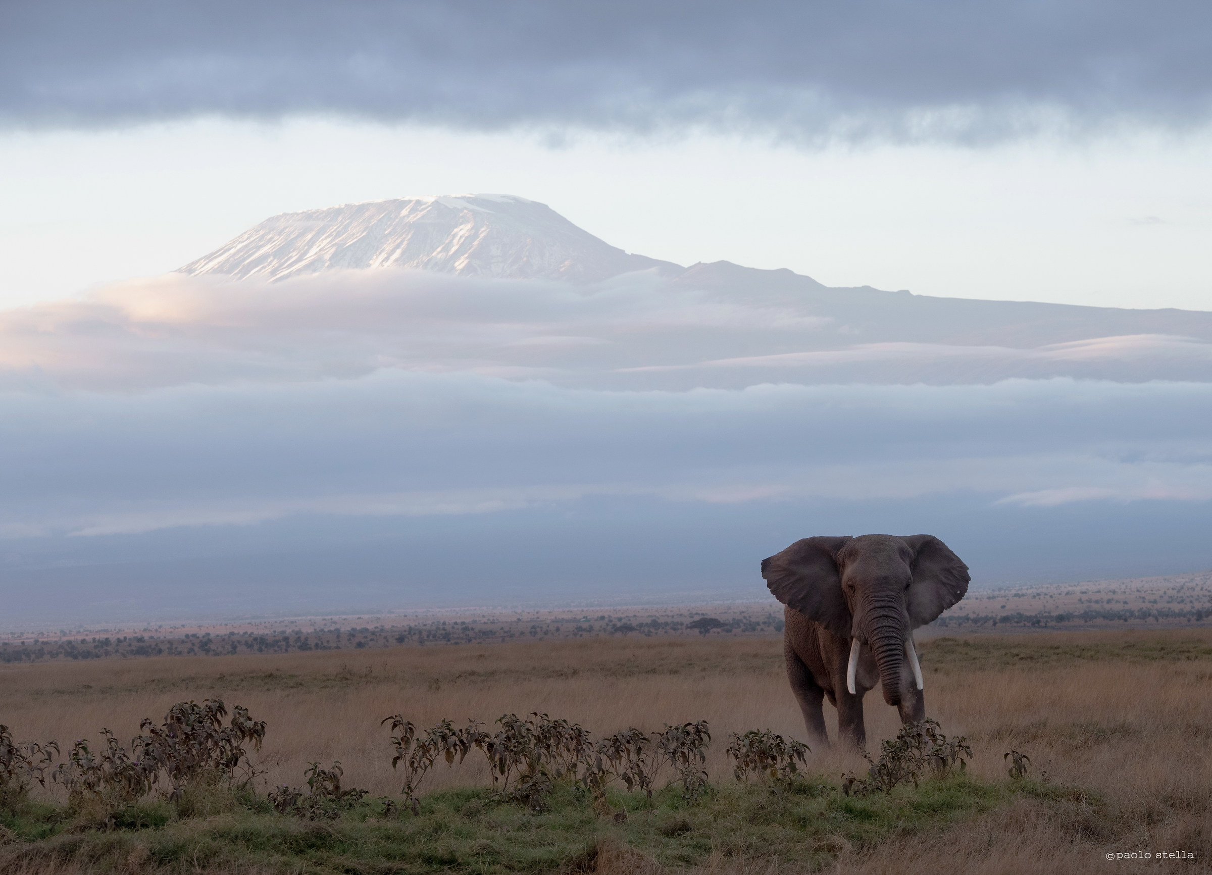The Elephant and the volcano...