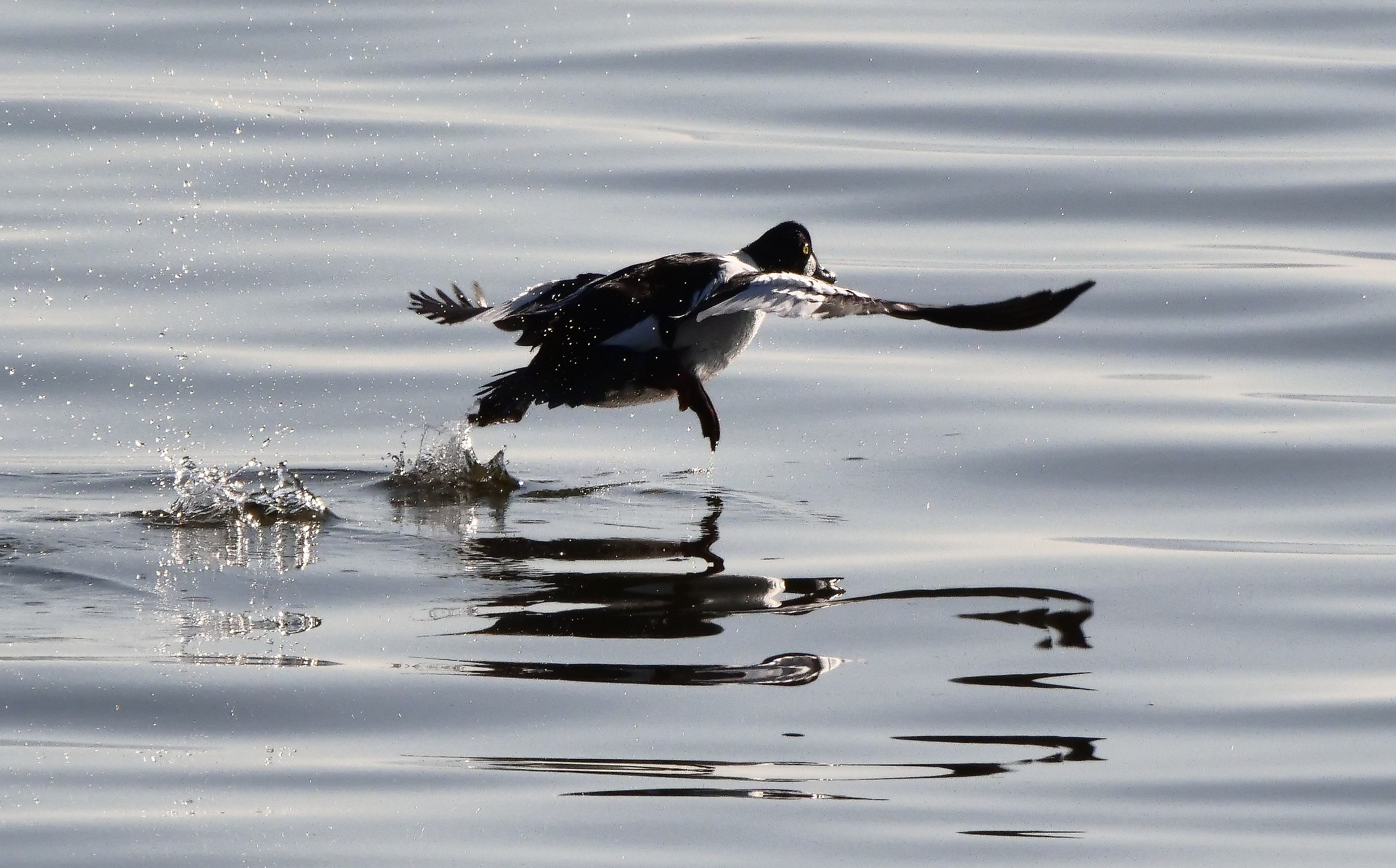 Fleeing Goldeneyes...