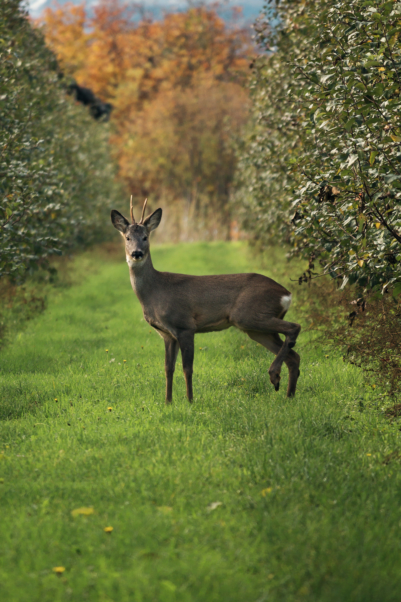 Roe Deer 02...