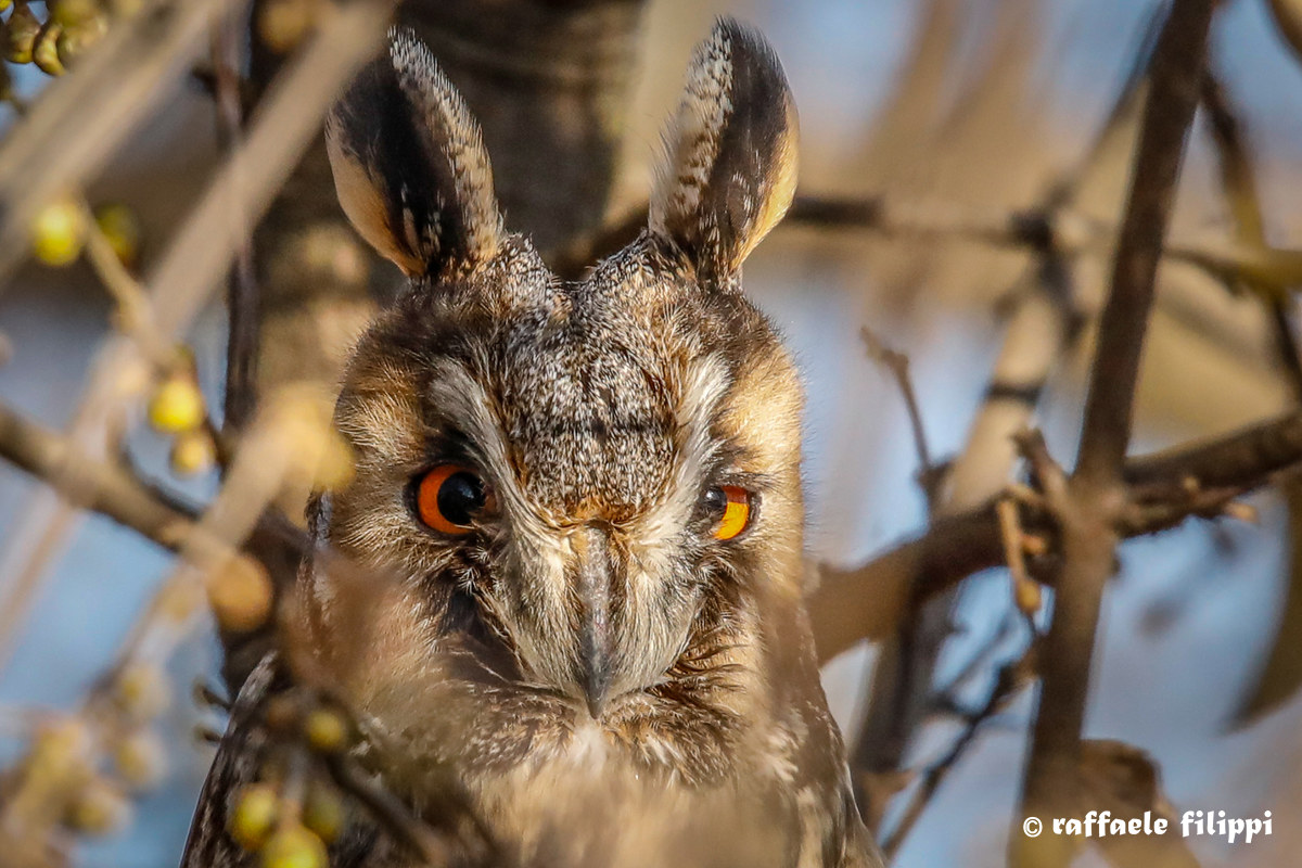 Portrait of a common owl-biellesi Woods...