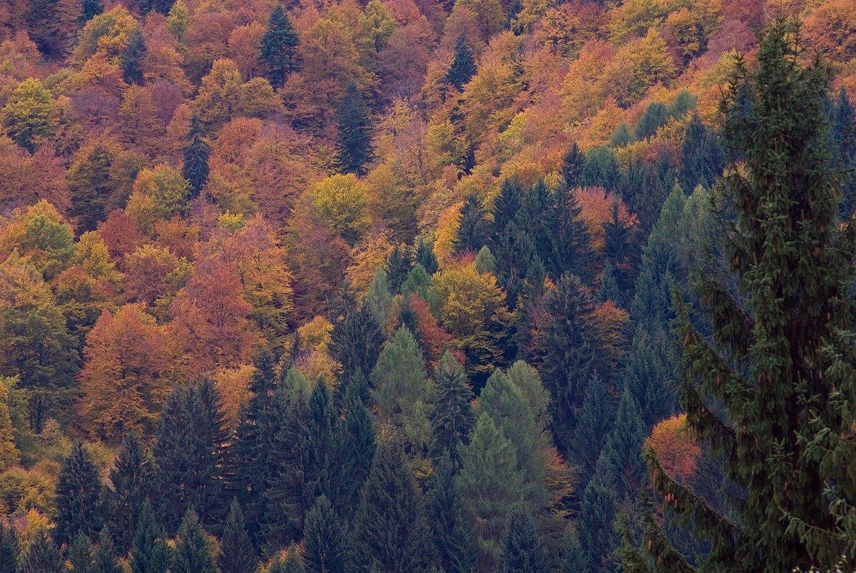 Tarvisio forest in autumn...