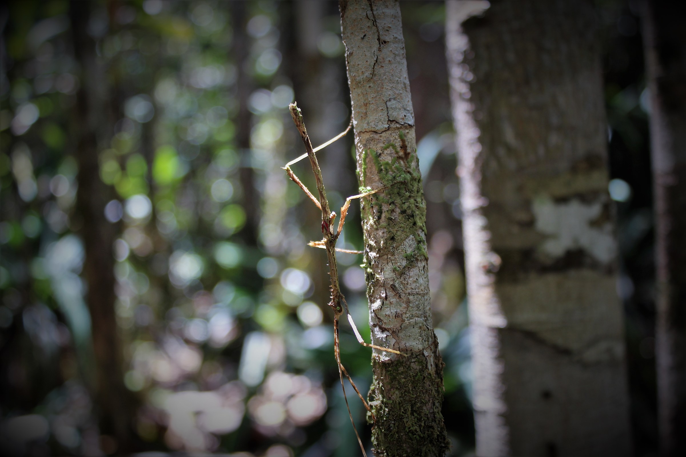 Stick Insect...