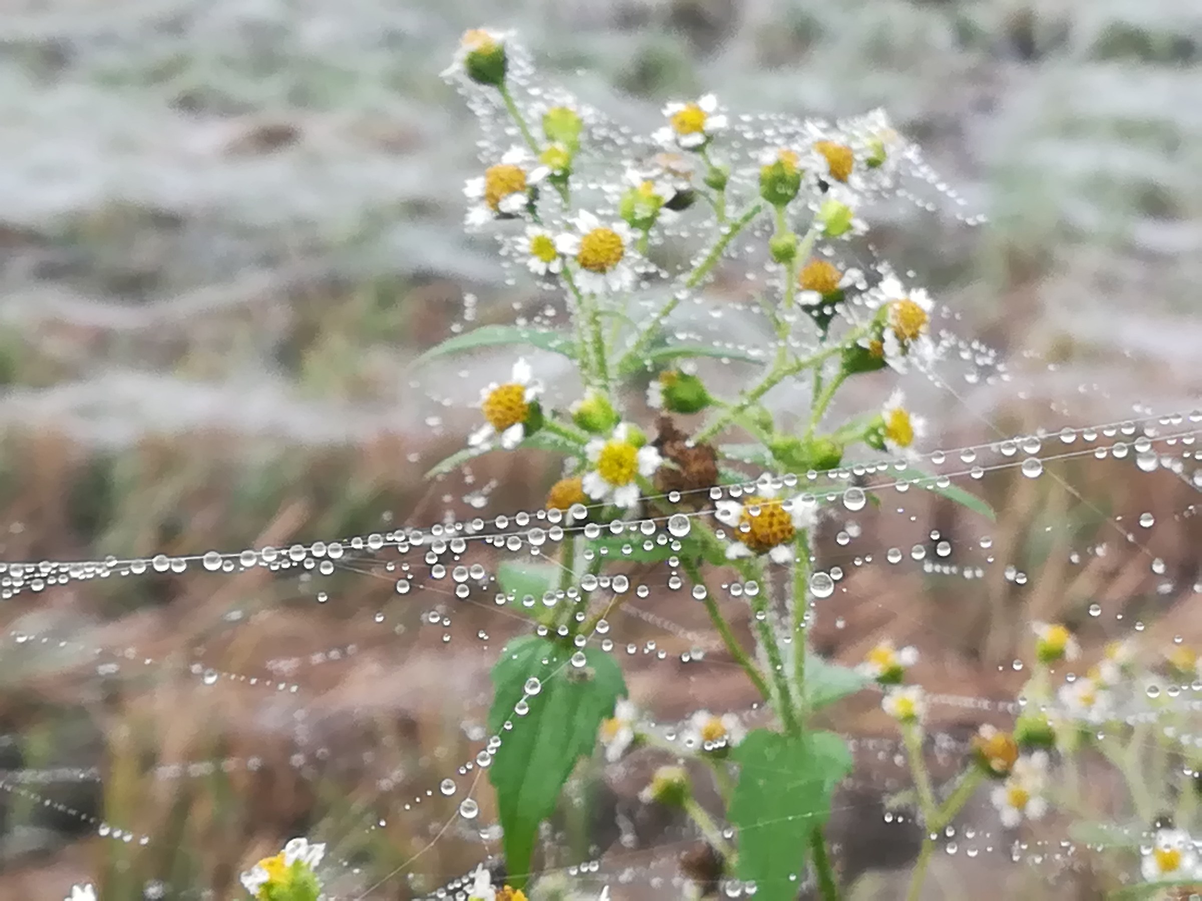 A daisy covered with cobwebs ...