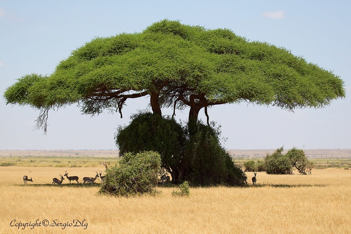 Kenya, Masai Mara...