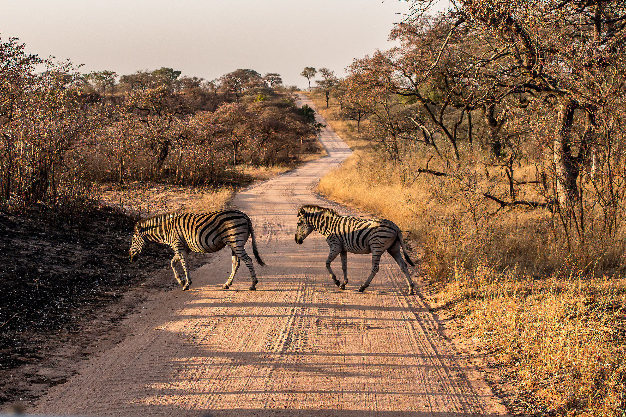 Zebras Crossing...