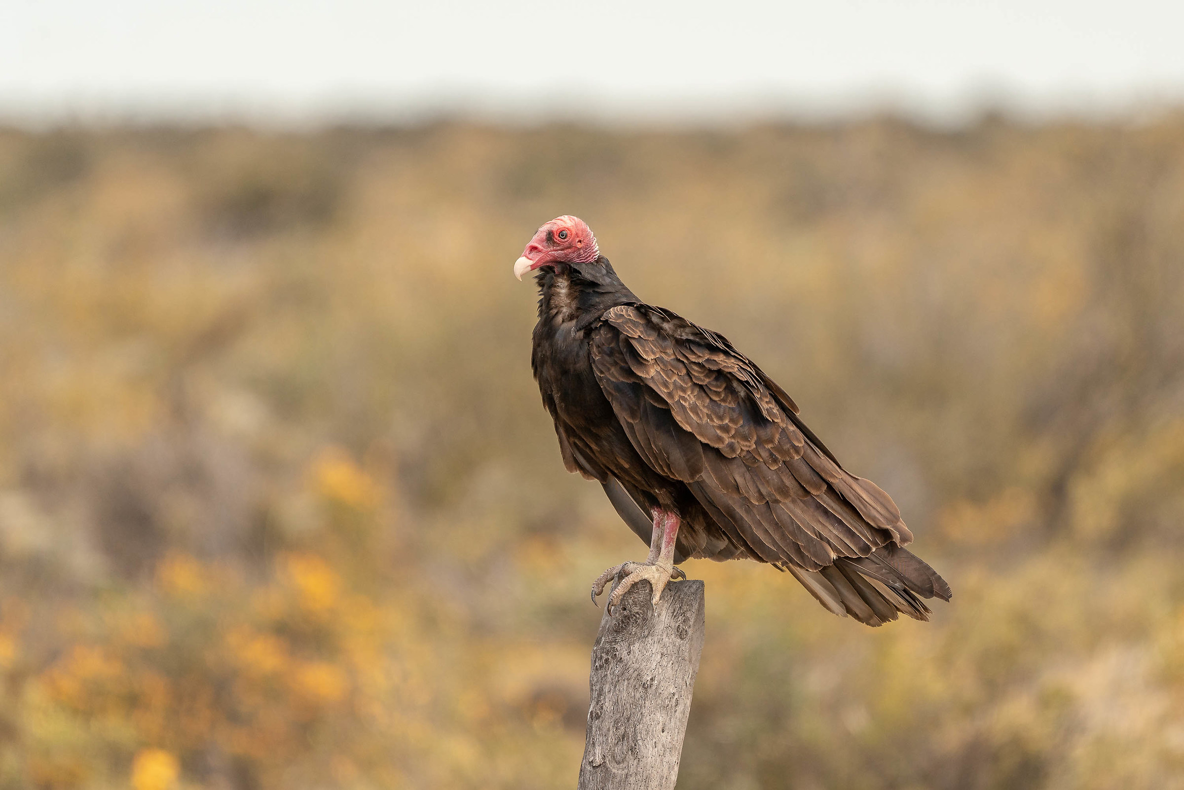 Cathartes Aura-Vulture Turkey...